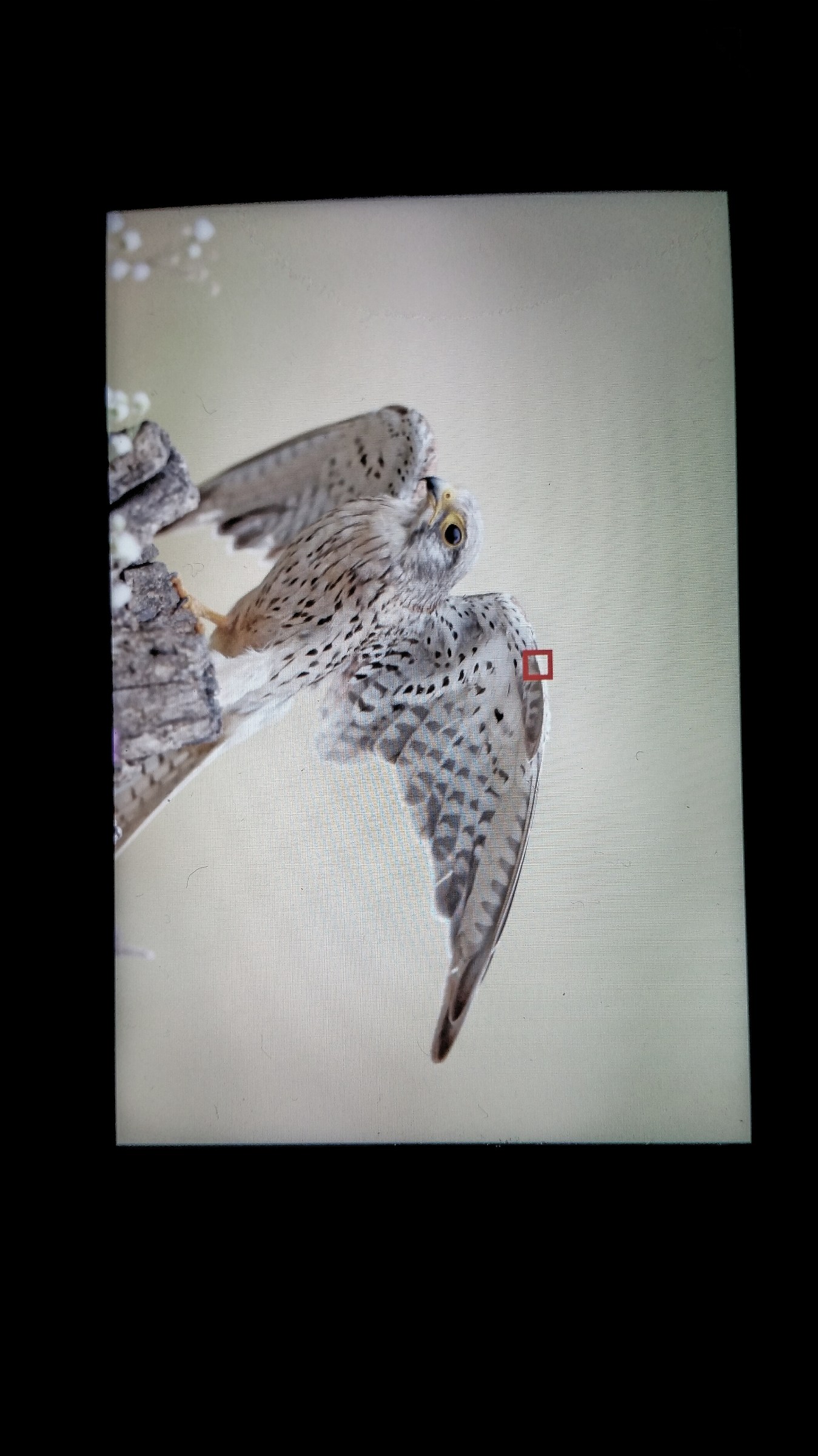 Satisfying Predator ...