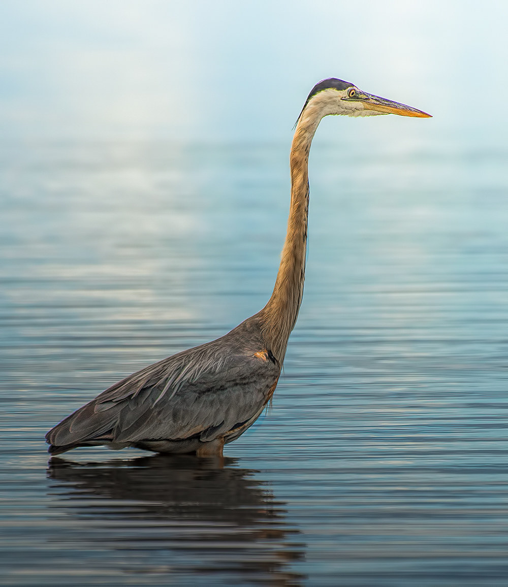 Blue Heron in Summerside harbour Prince Edward Island