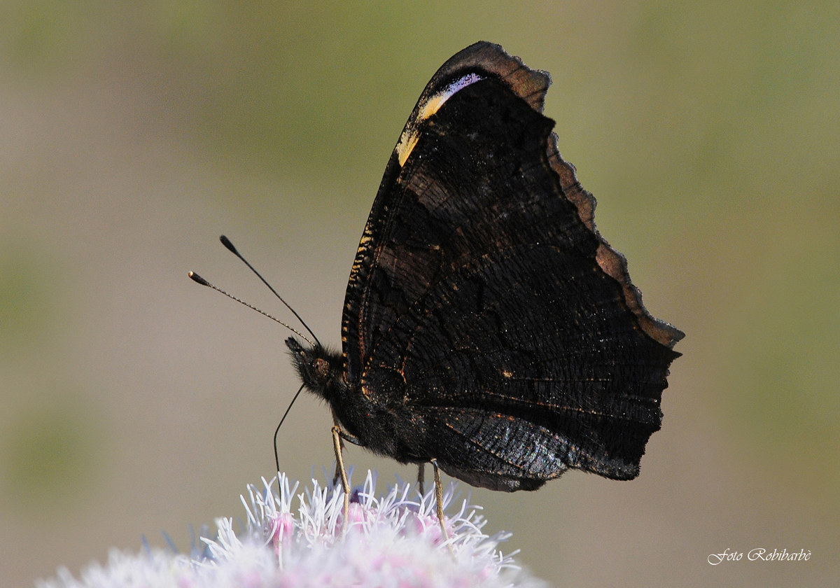 Vanessa io ad ali chiuse...(purtroppo)