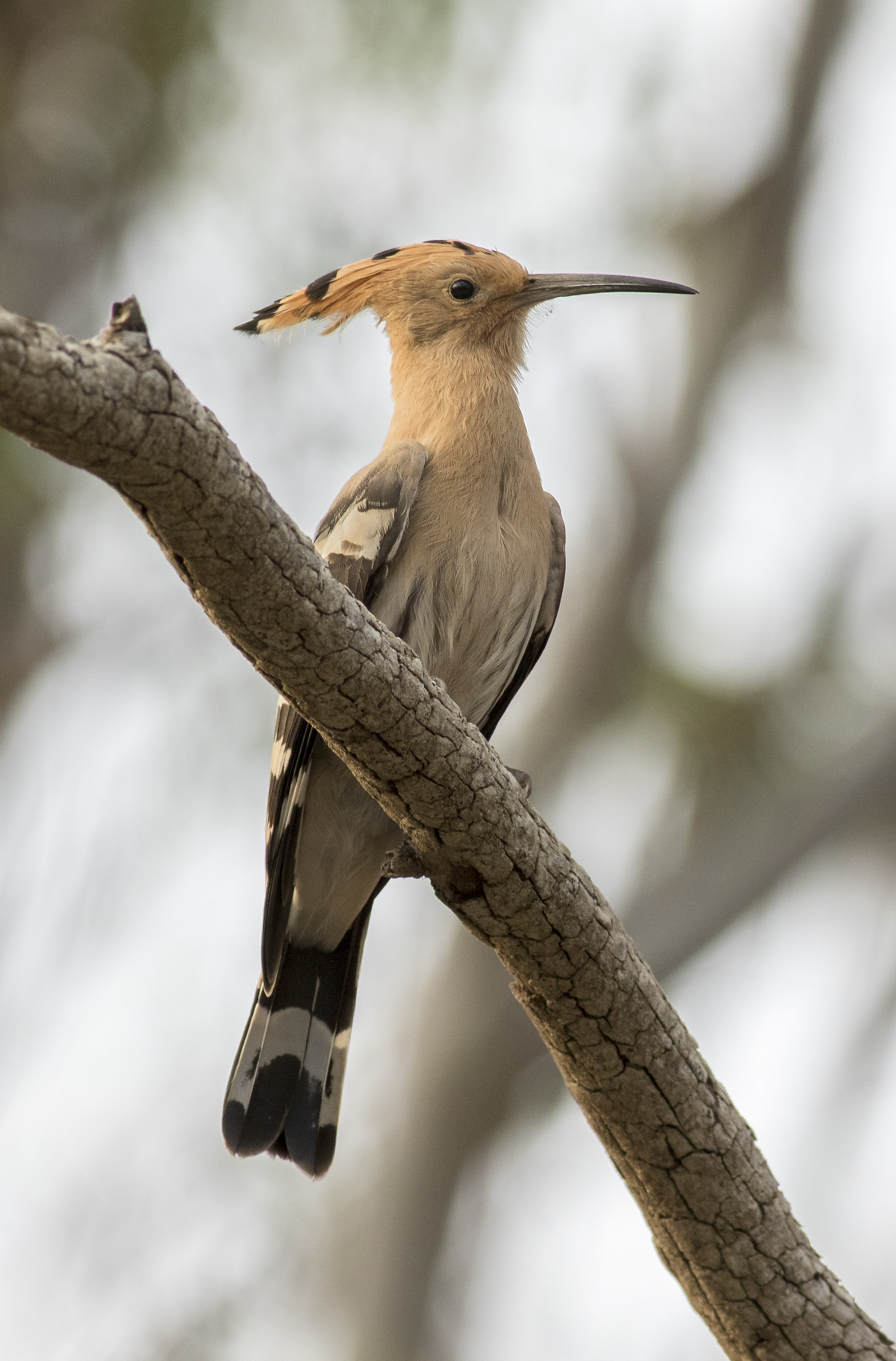 Hoopoe