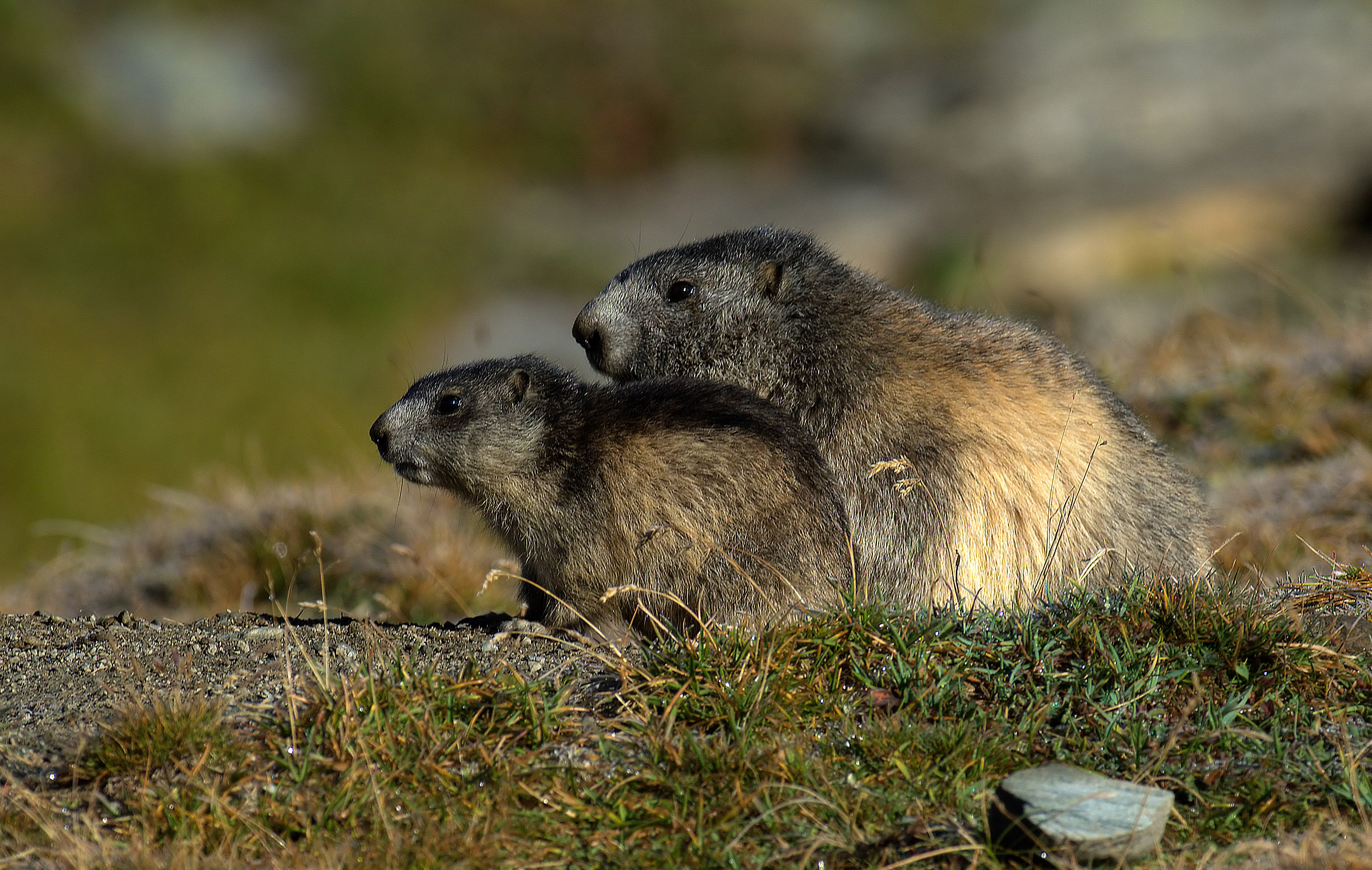 marmotte