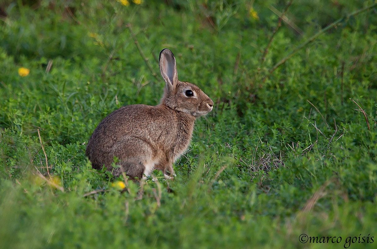 Coniglio selvatico