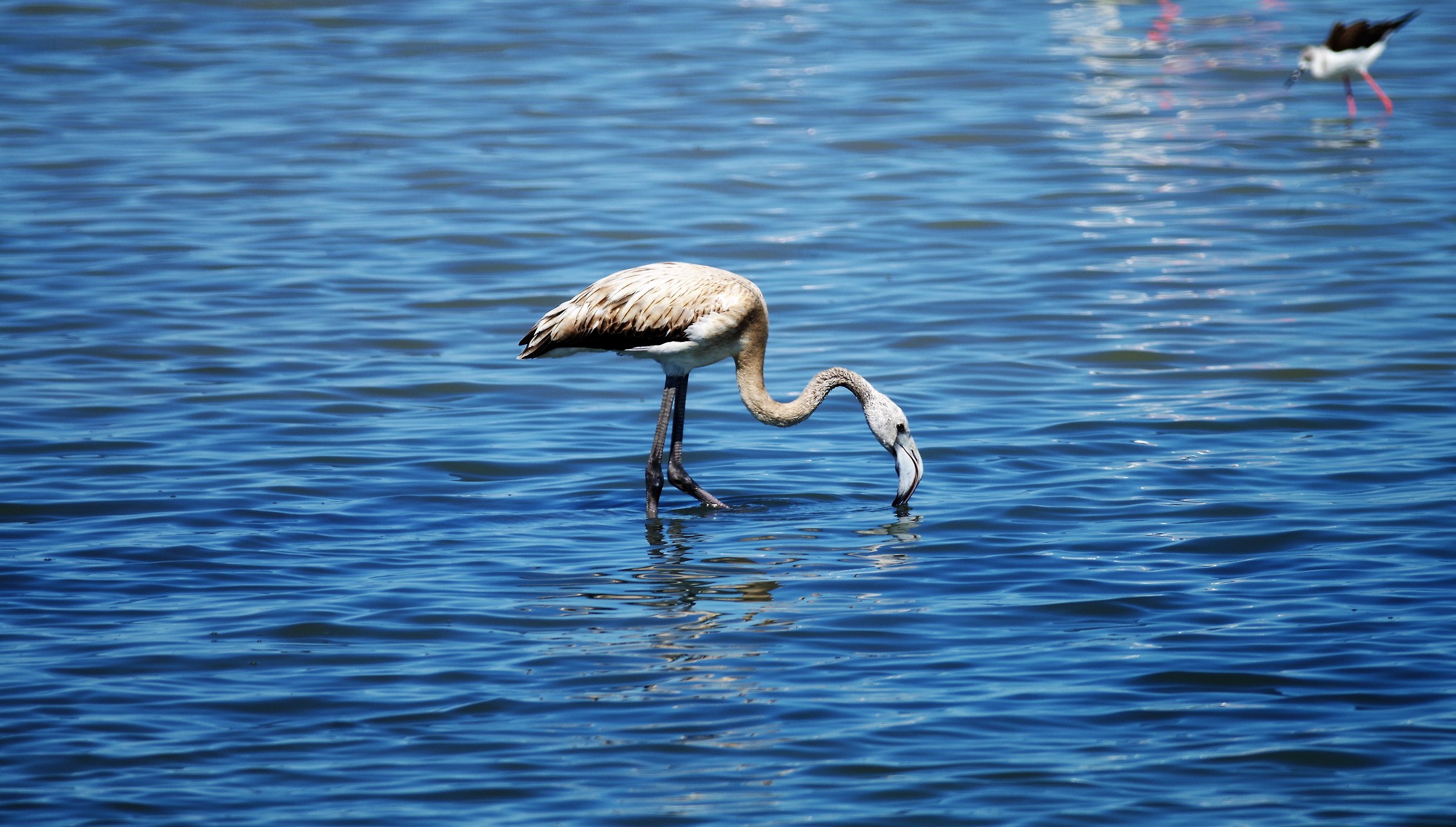 pentax k-s2 | Tamron 500sp F8 Manual focus