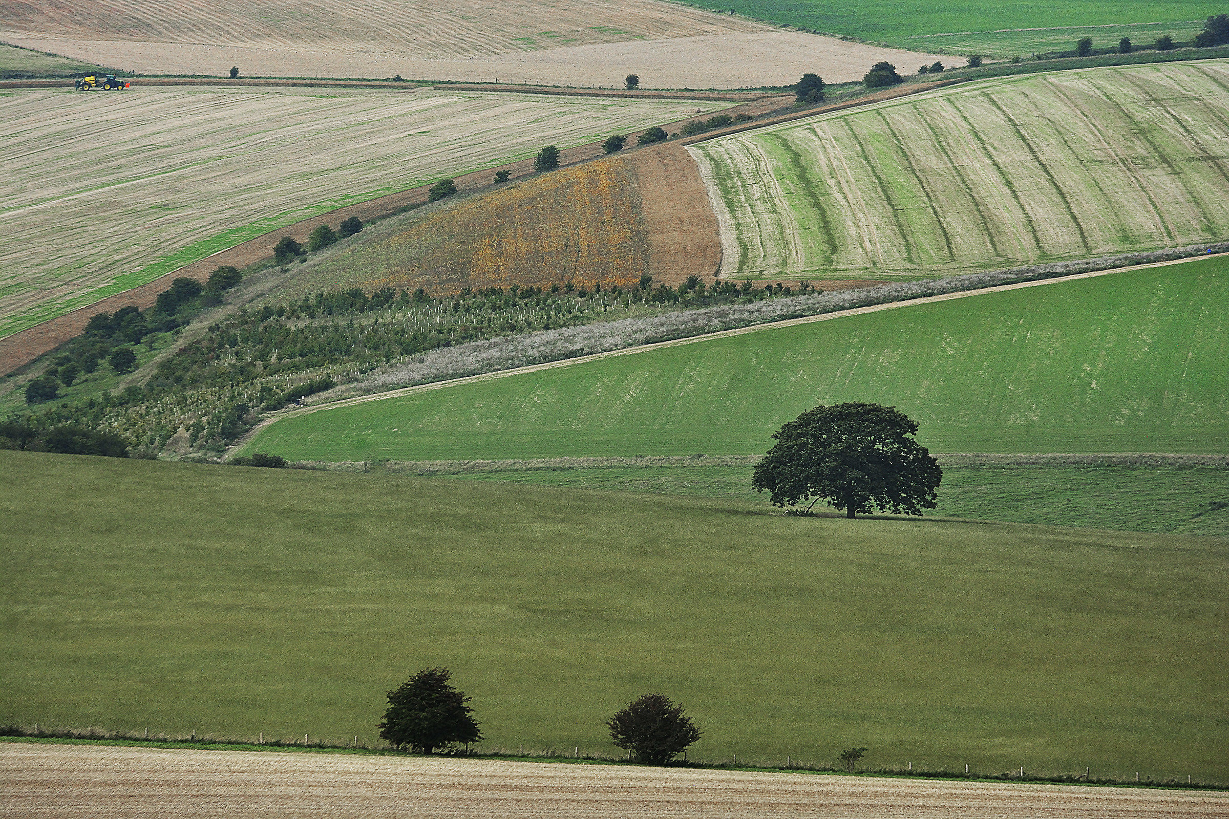 The (tiny) Tractor & the Tree