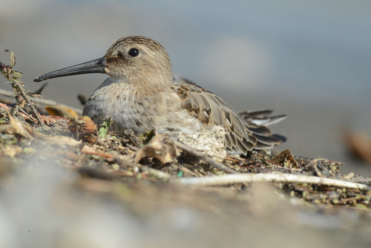 Piovanello pancianera