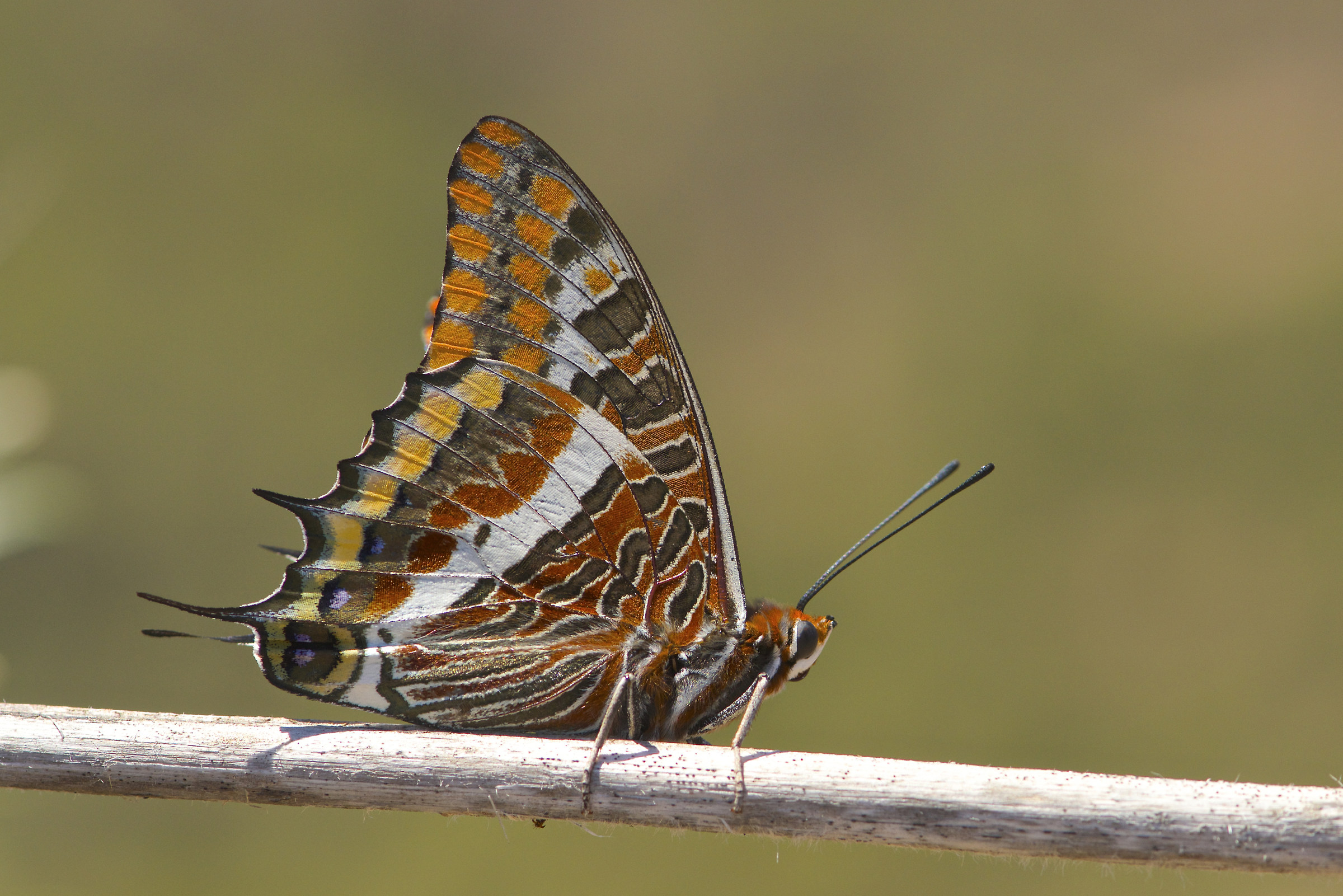 Charaxes jasus