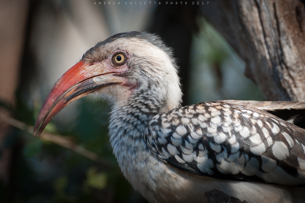 Bucero southern beacon