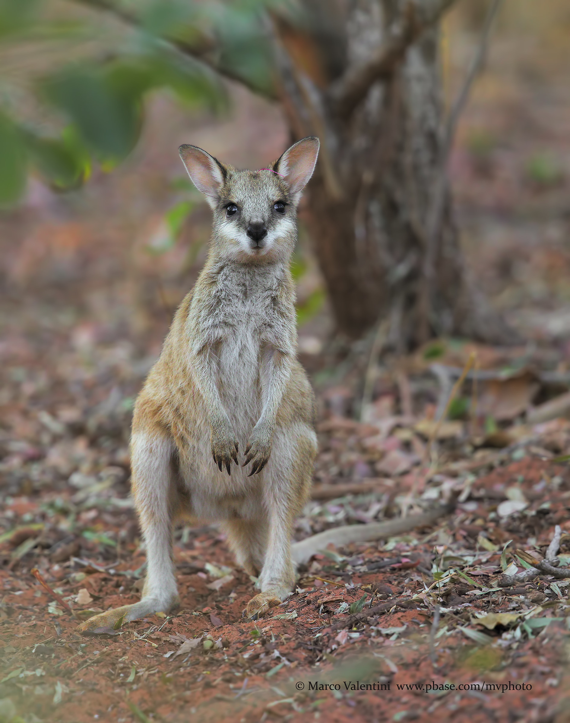 Young wallaby