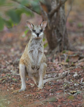 Macropus agilis