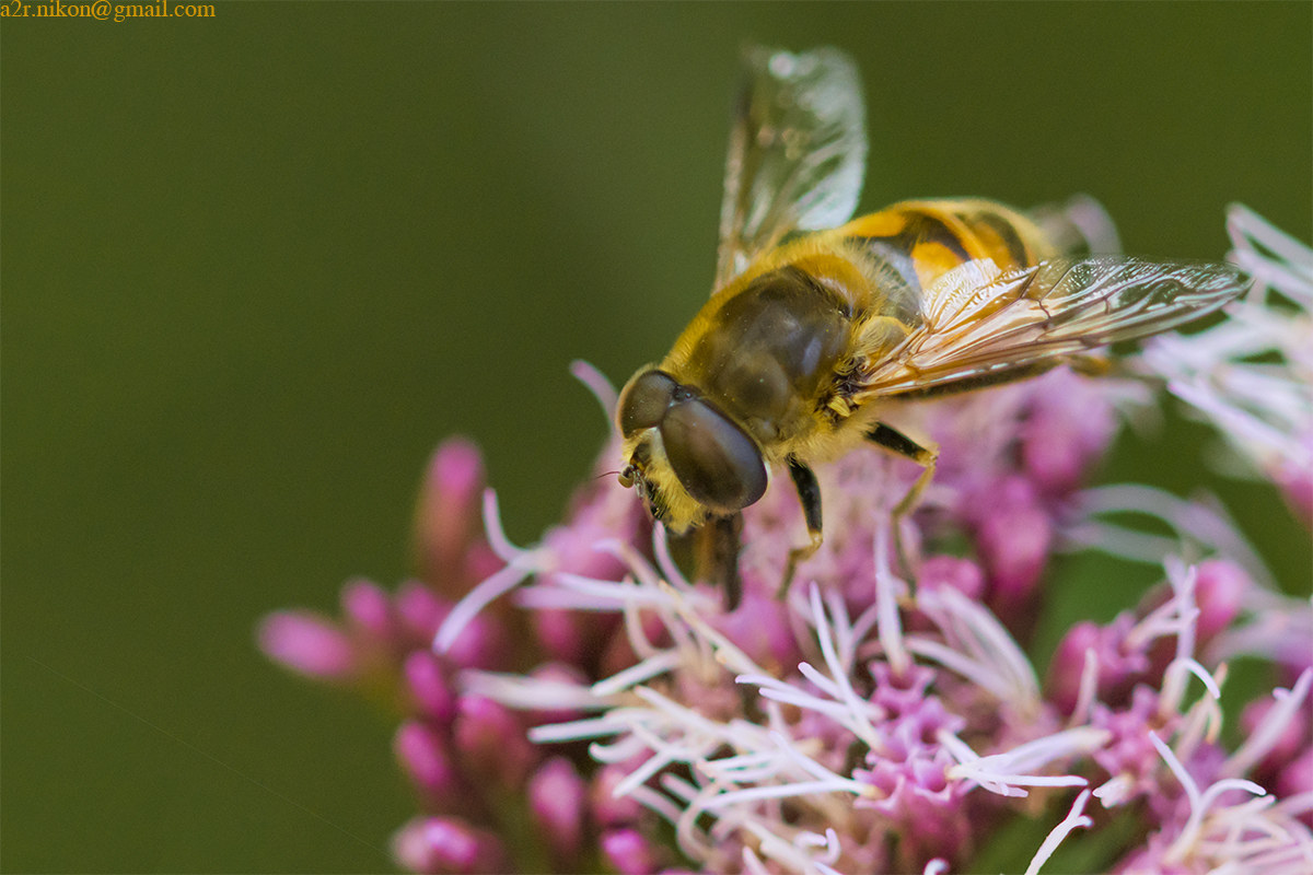 What do you do with that deal? You pungo!