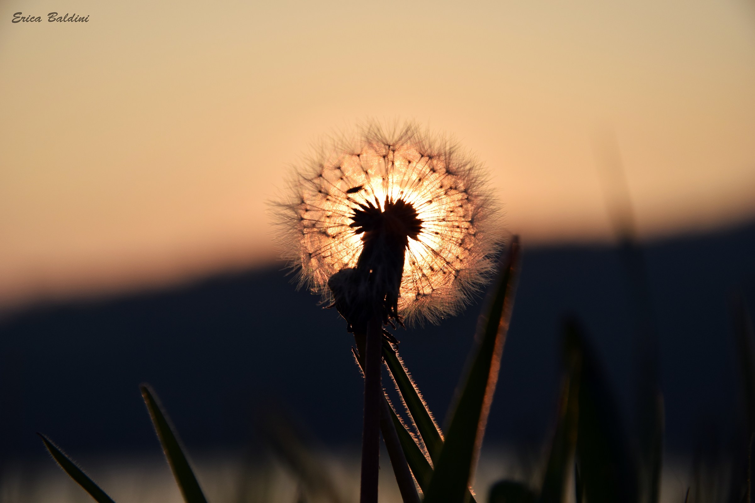 Dandelion Backlit