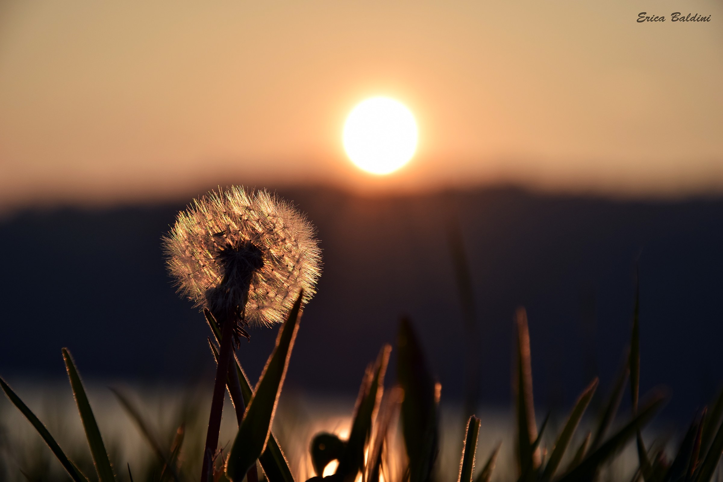 Dandelion at Sunset