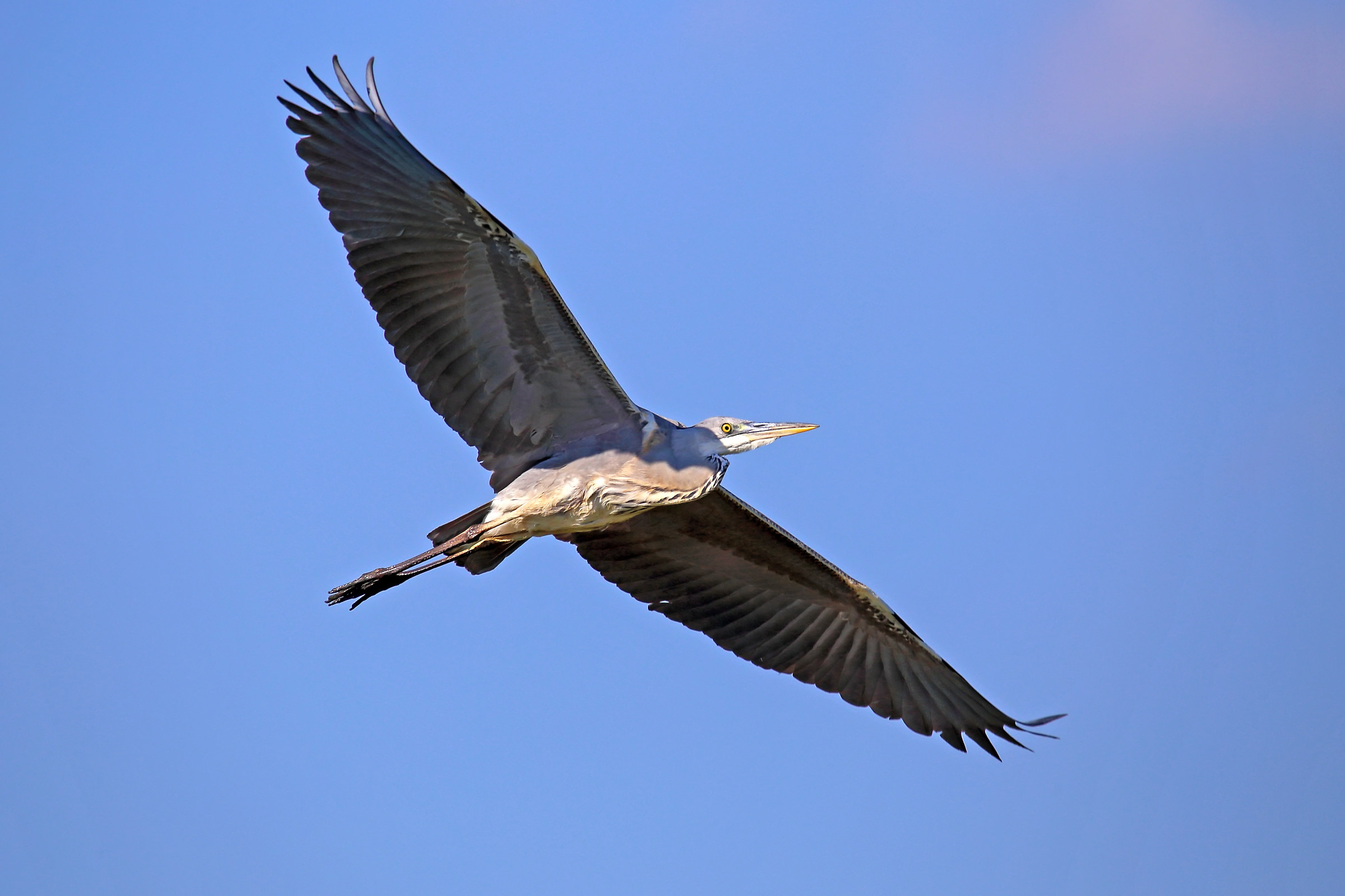 Heron flying in flight