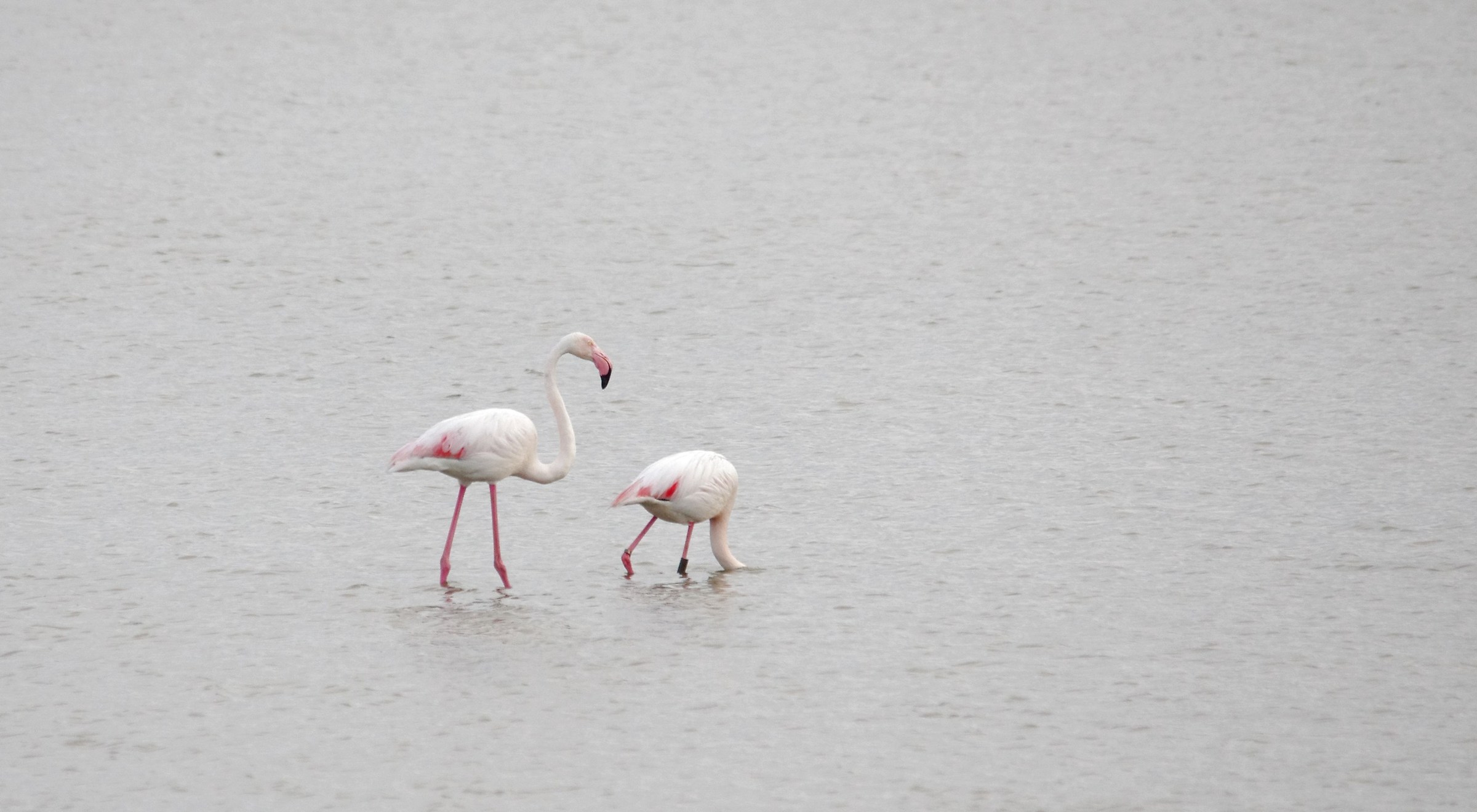 Flamingos