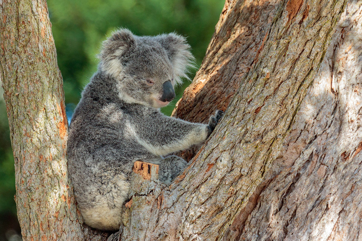 Koala