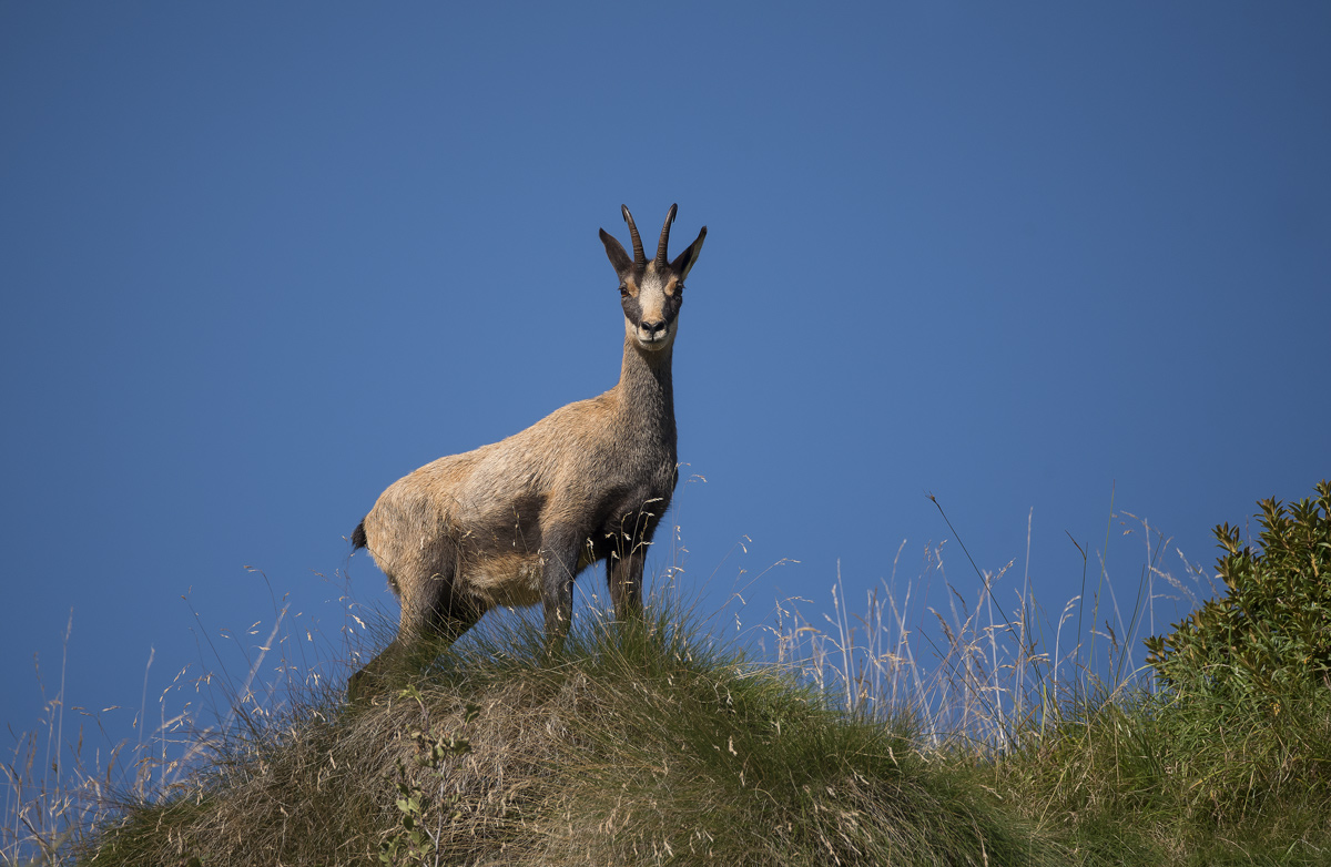 Chamois