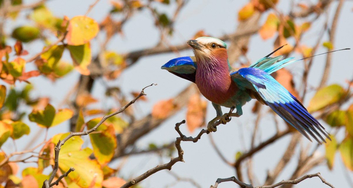 Ghiandaia Marina petto lilla