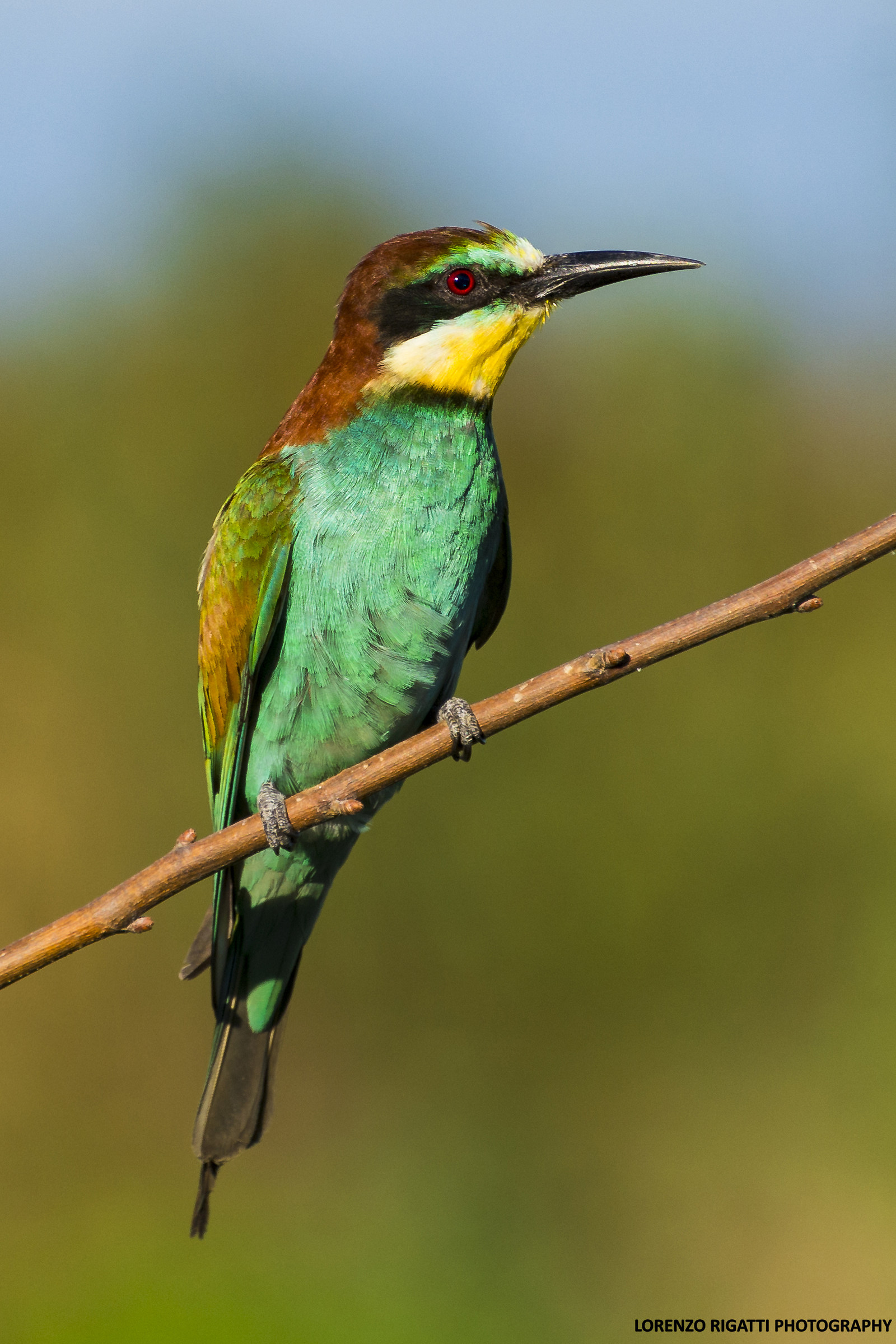 Gruccione, Isola della Cona