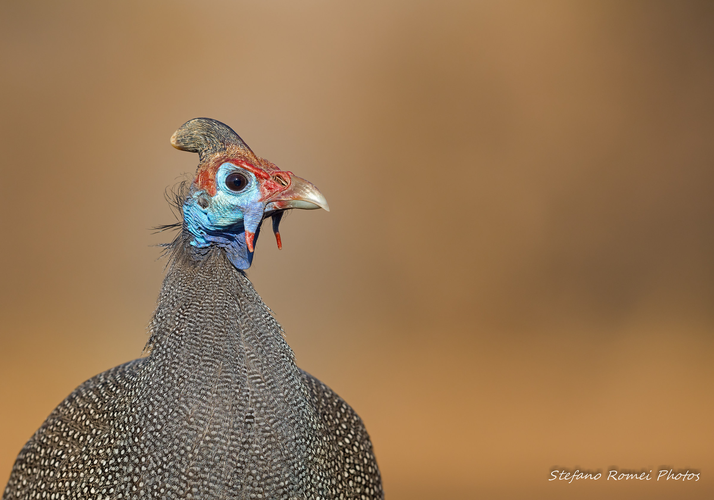 primitive look at 5K