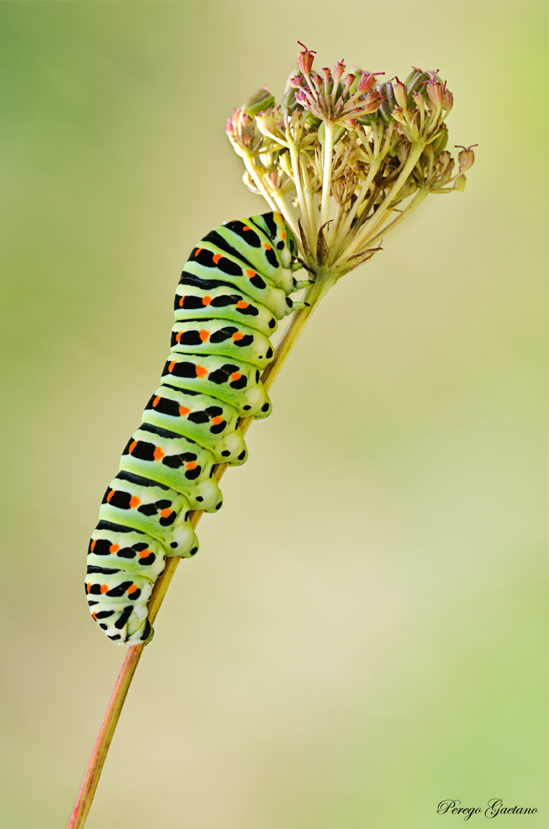 50 sfumature di.......verde