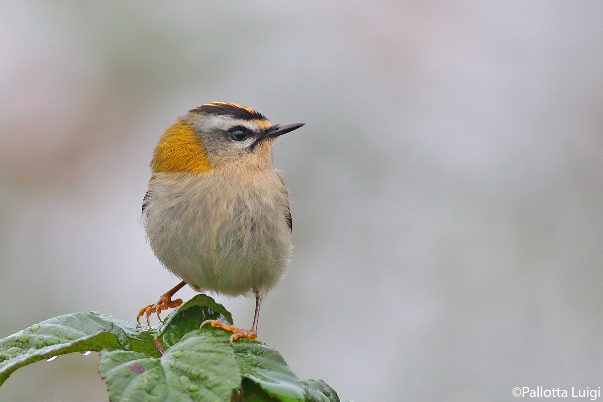 Fiorrancino (Regulus ignicapillus)