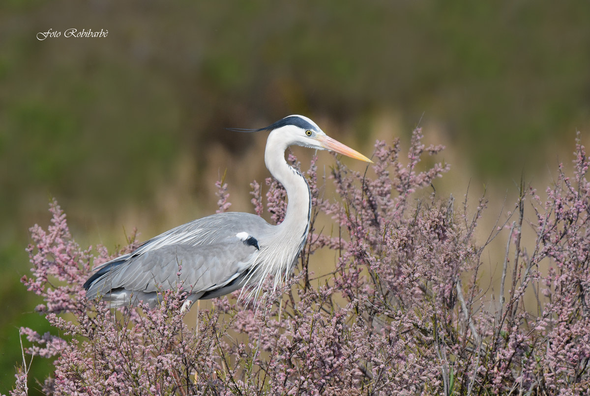 Grass heron ...