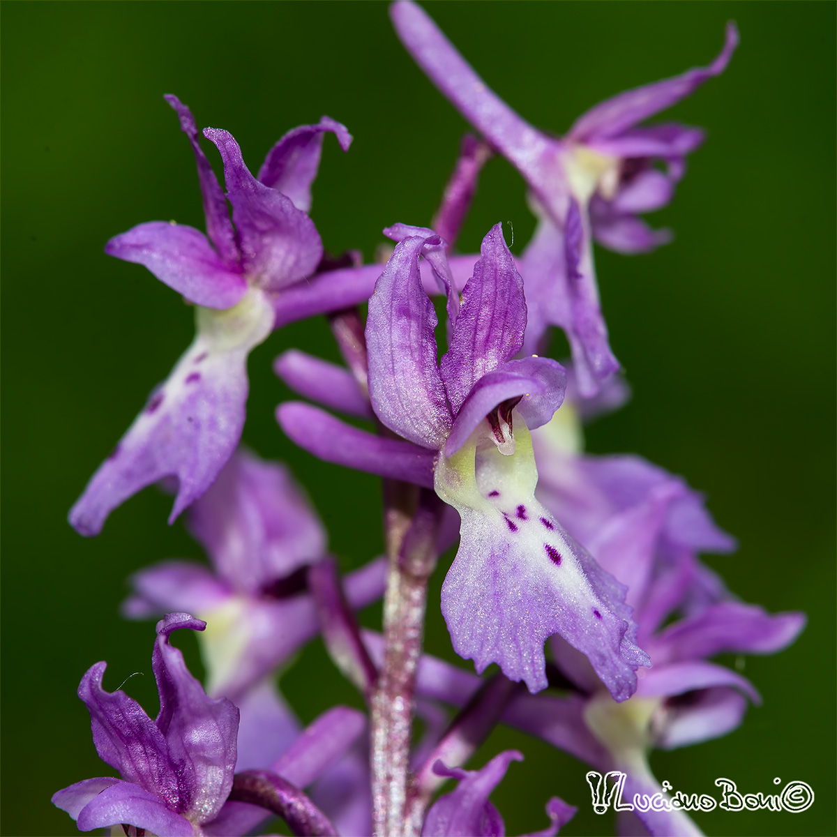 Orchis mascula