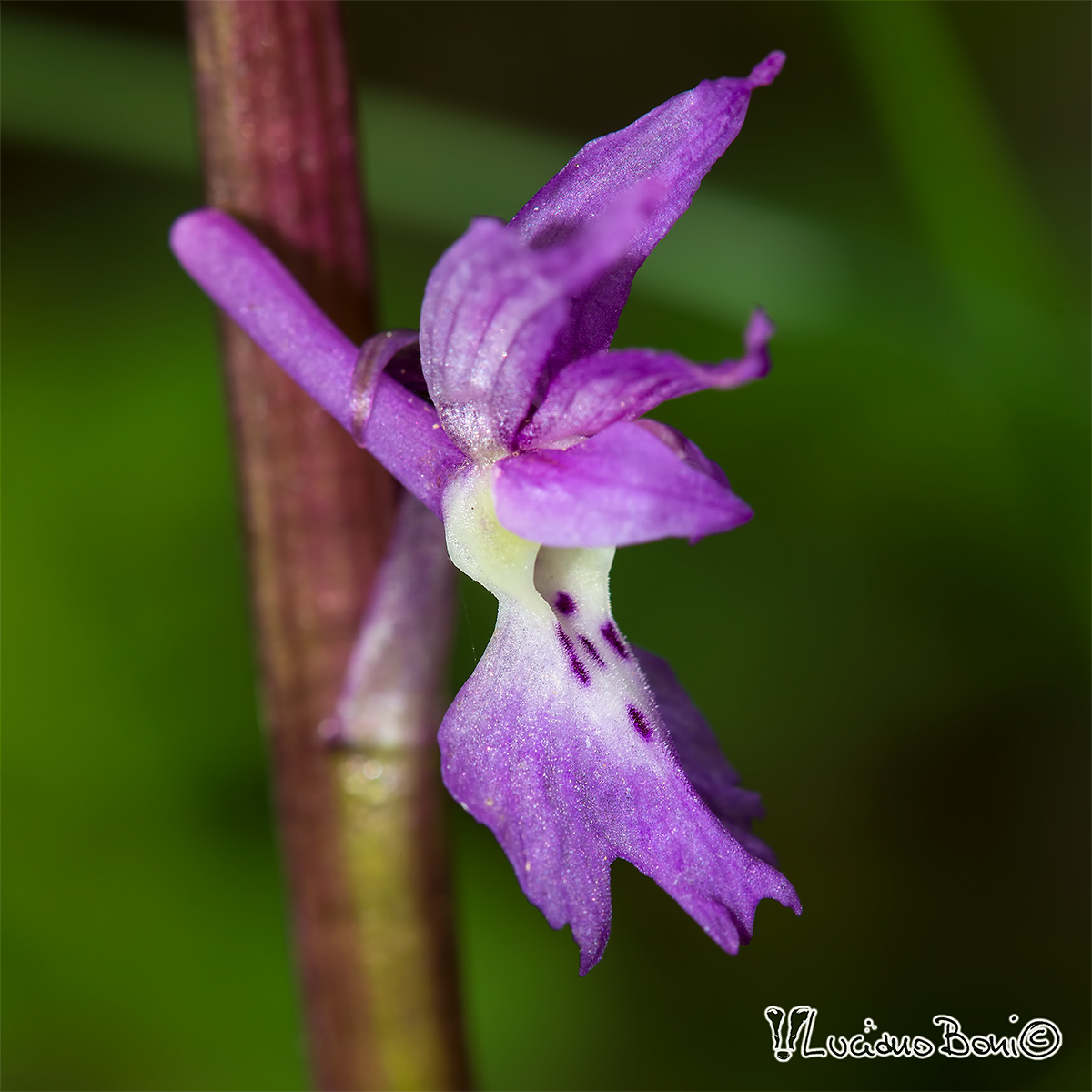 Orchis mascula