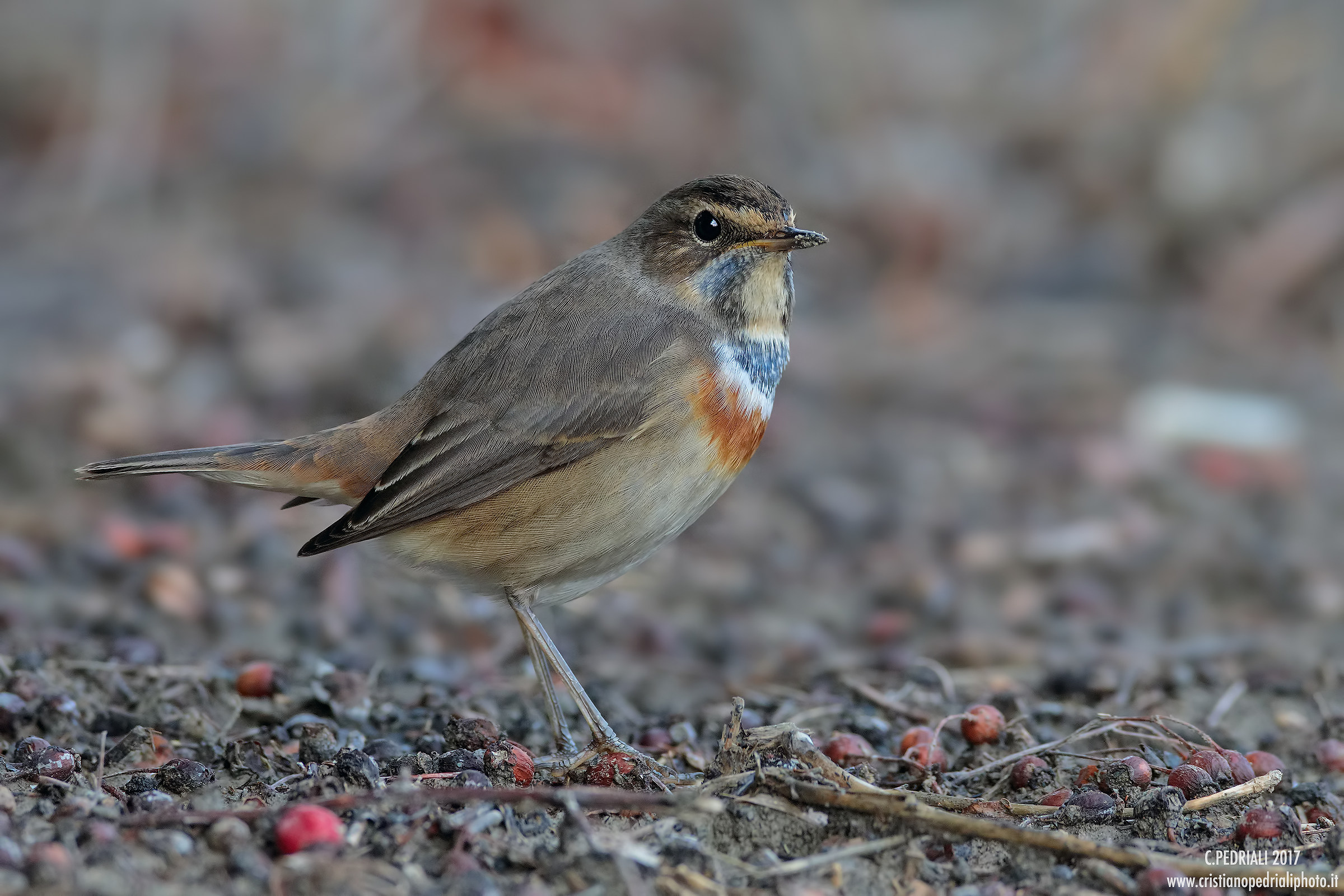 Grasshopper and red berries ...