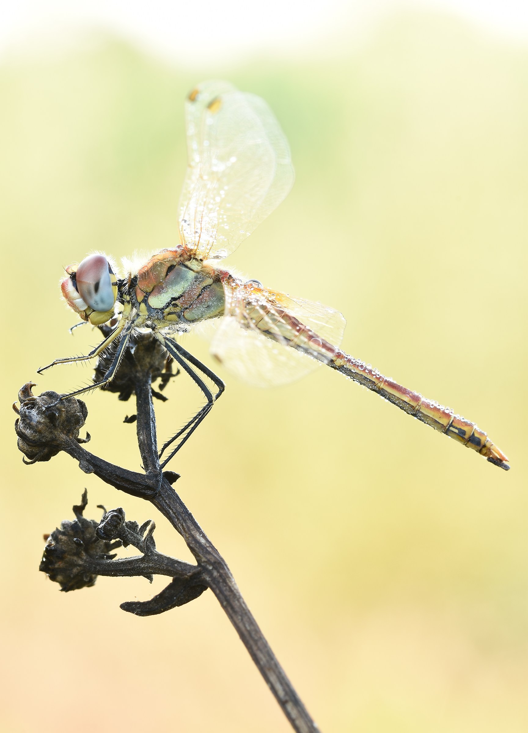 Sympetrum fonscolombii