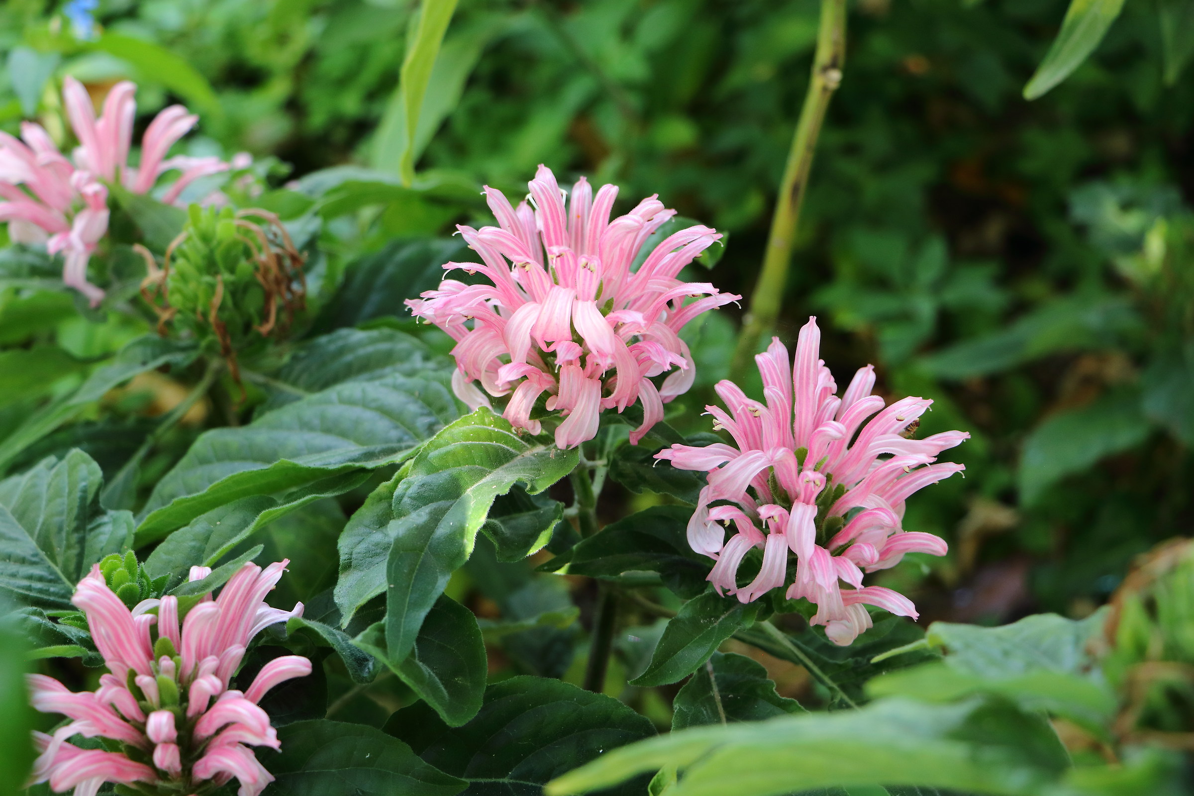 The La Mortella Gardens in Forio