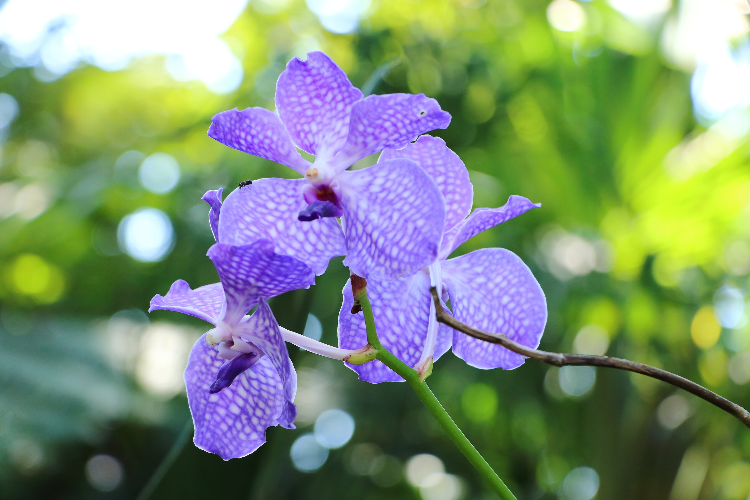 The La Mortella Gardens in Forio