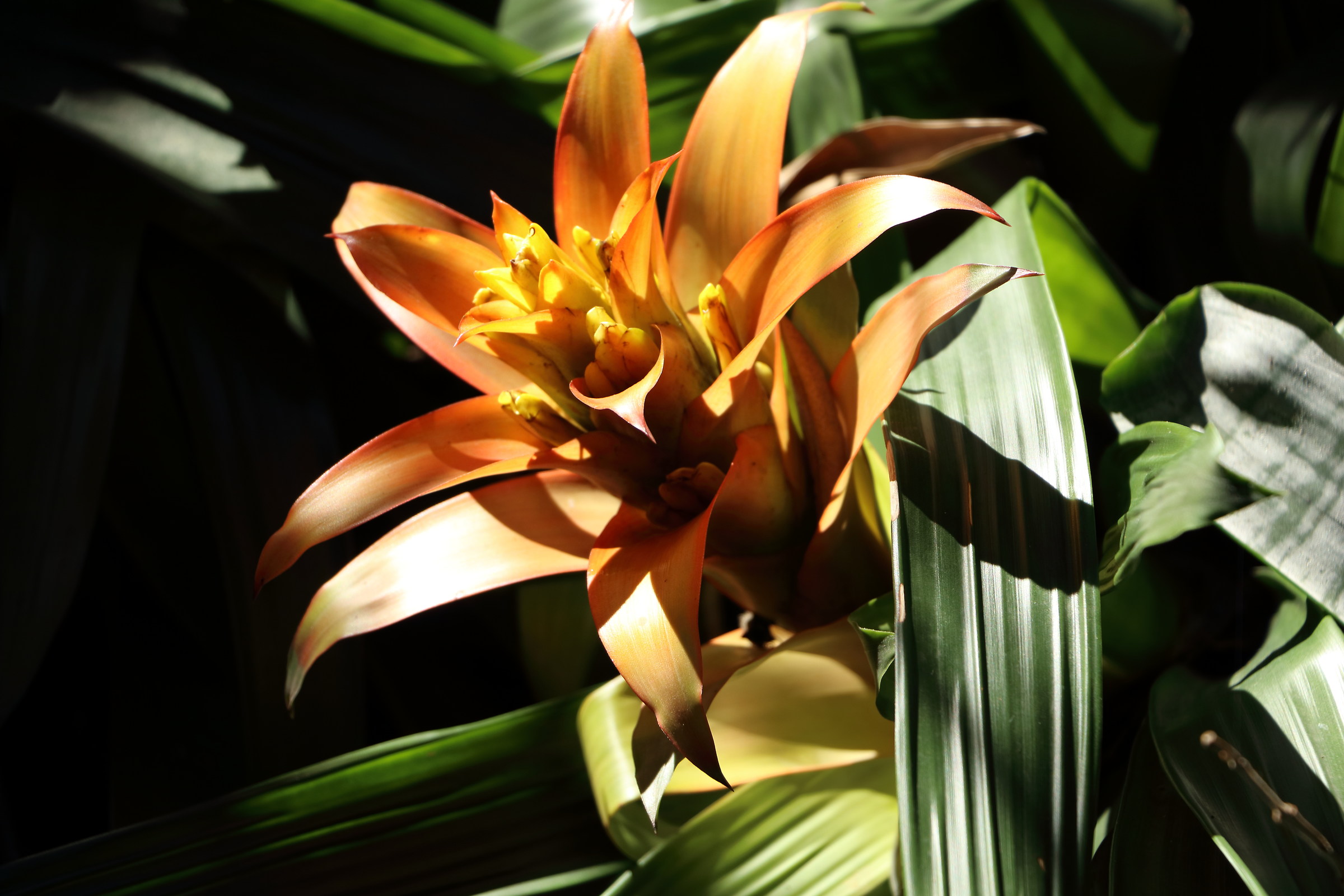 The La Mortella Gardens in Forio