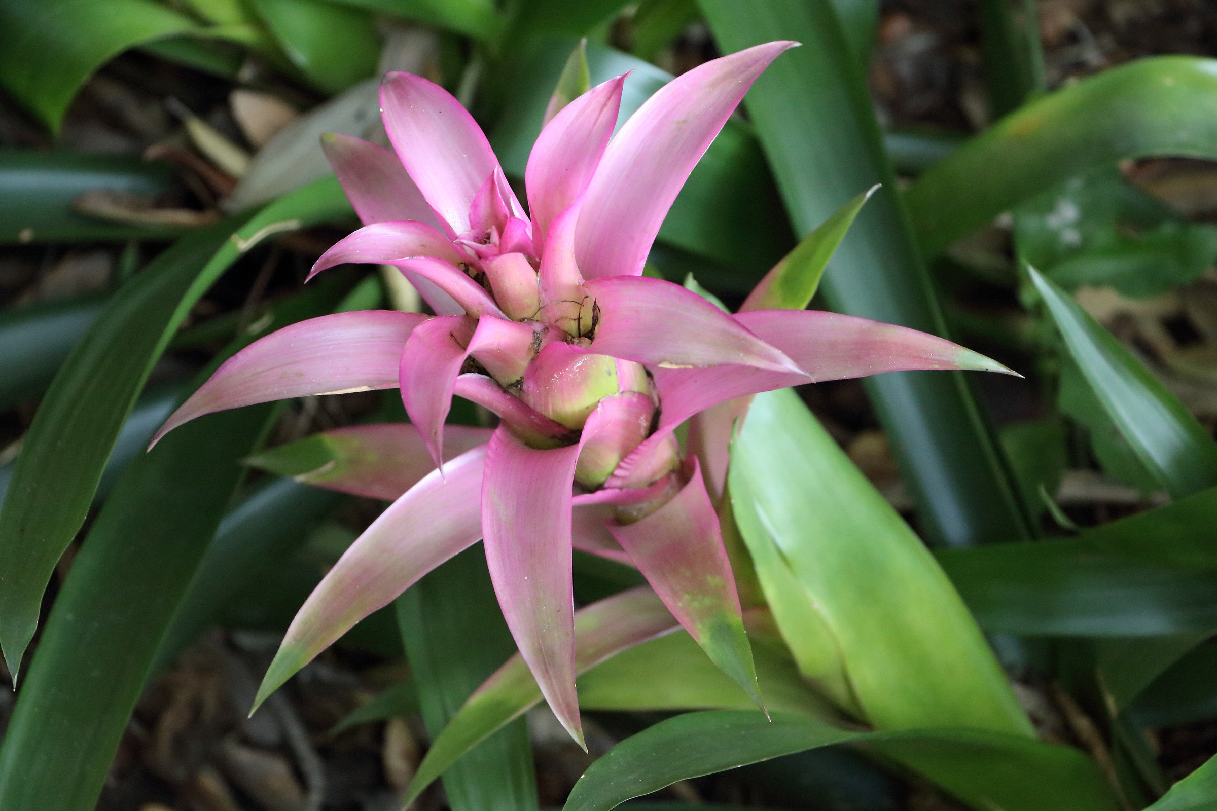 The La Mortella Gardens in Forio