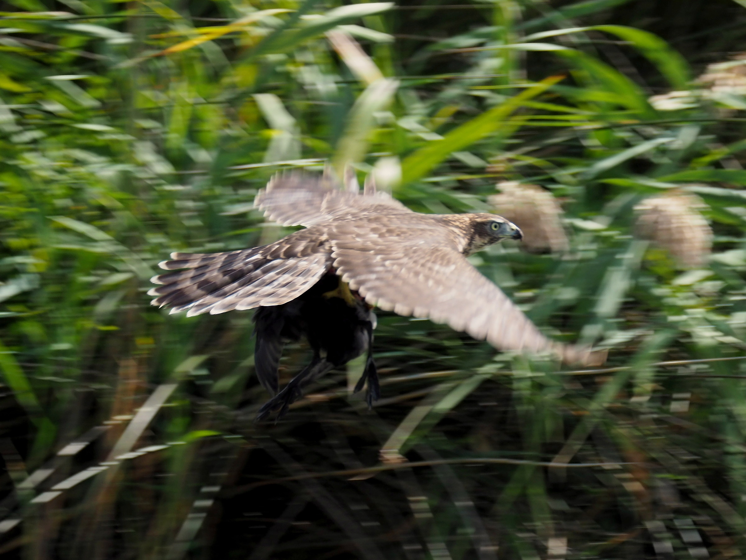 Young Witch in Predation on Folaga