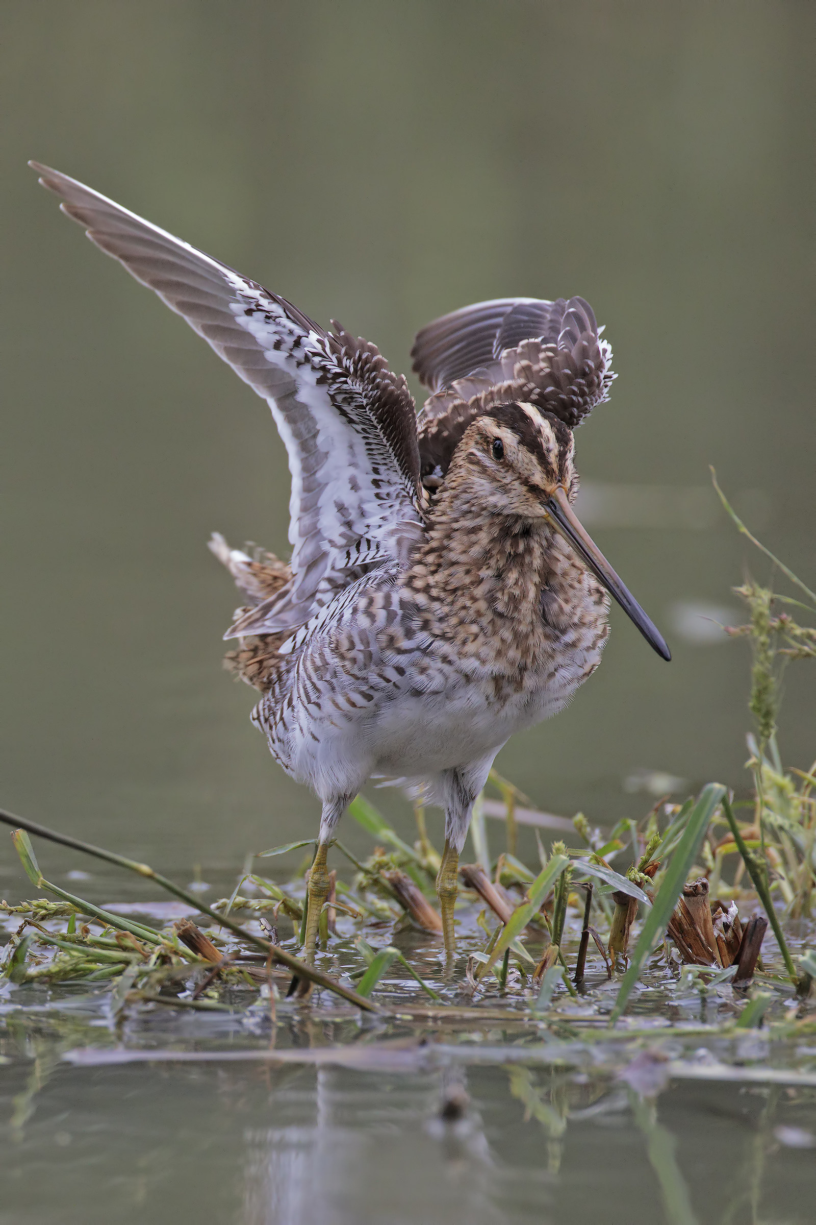 Snipe