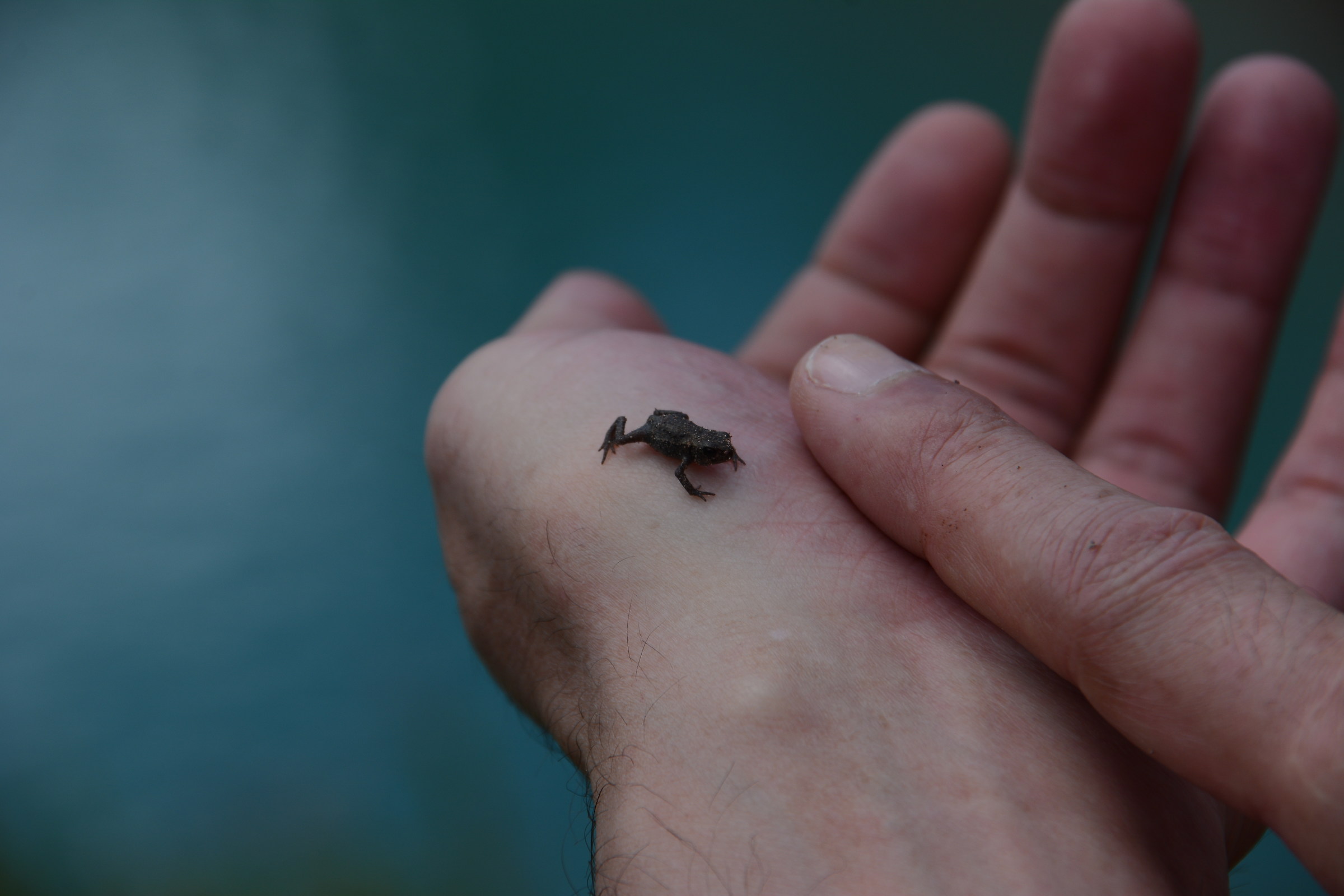 Small frog