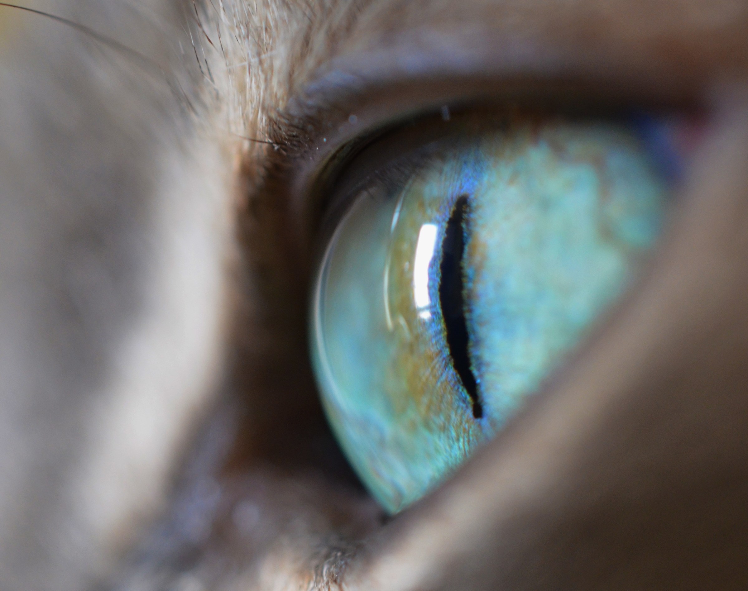 Galassie negli occhi