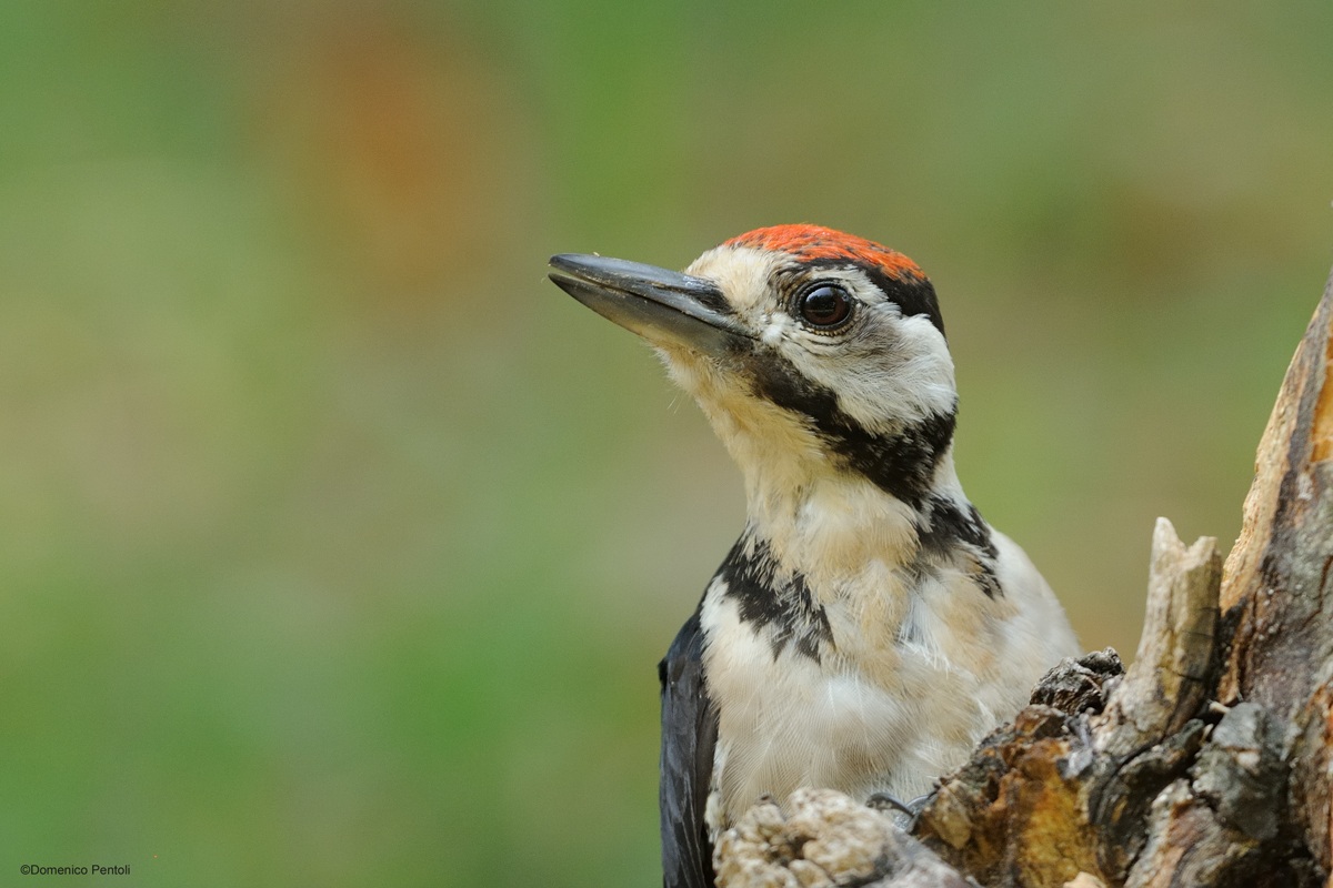 Picchio Rosso Young 2