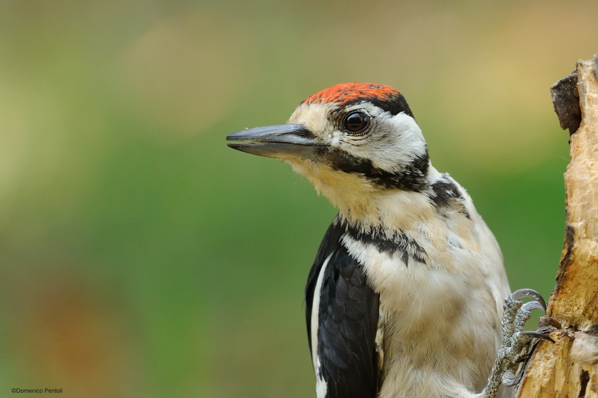 Picchio Rosso Young 3