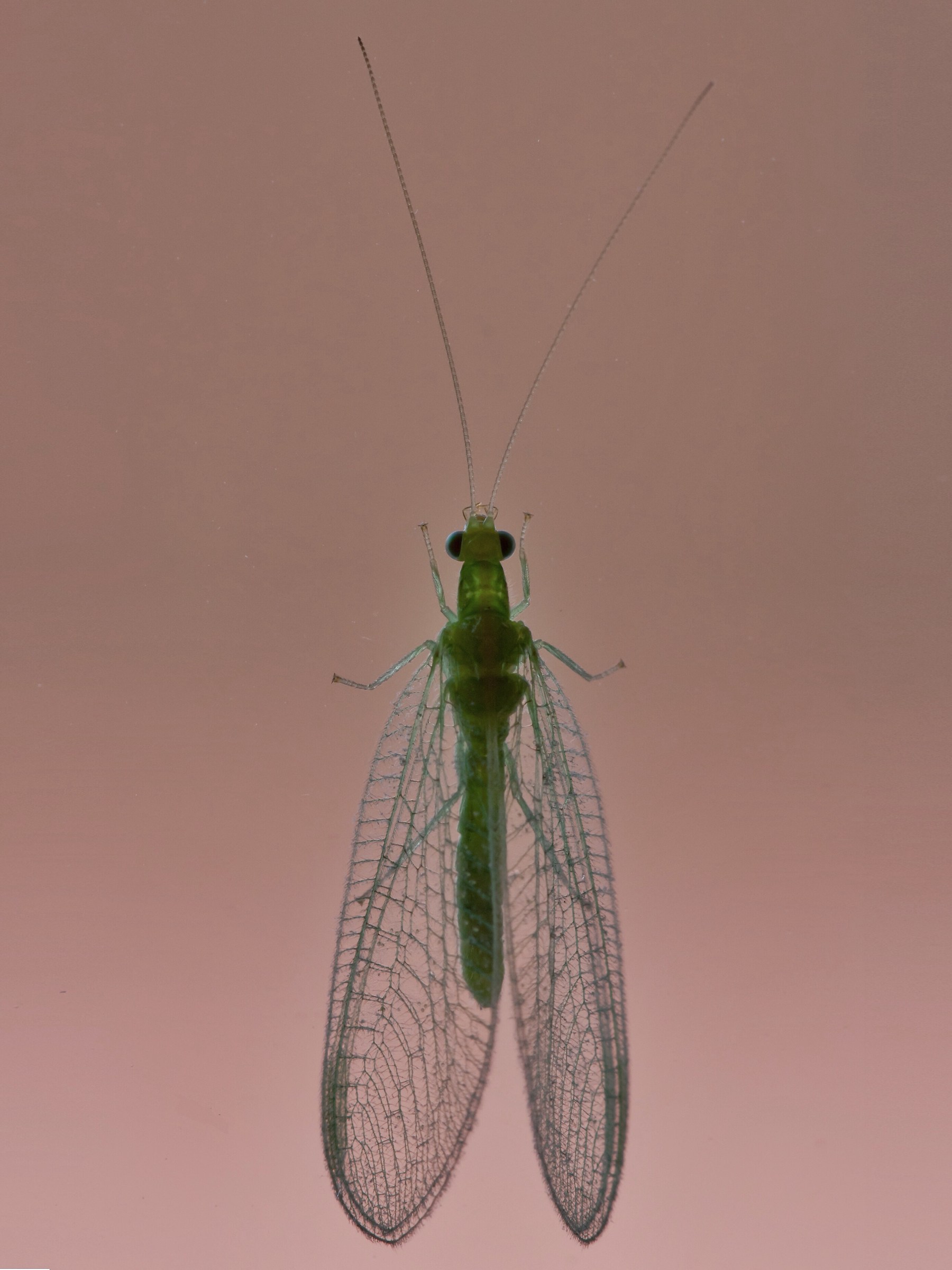 Neuroptera