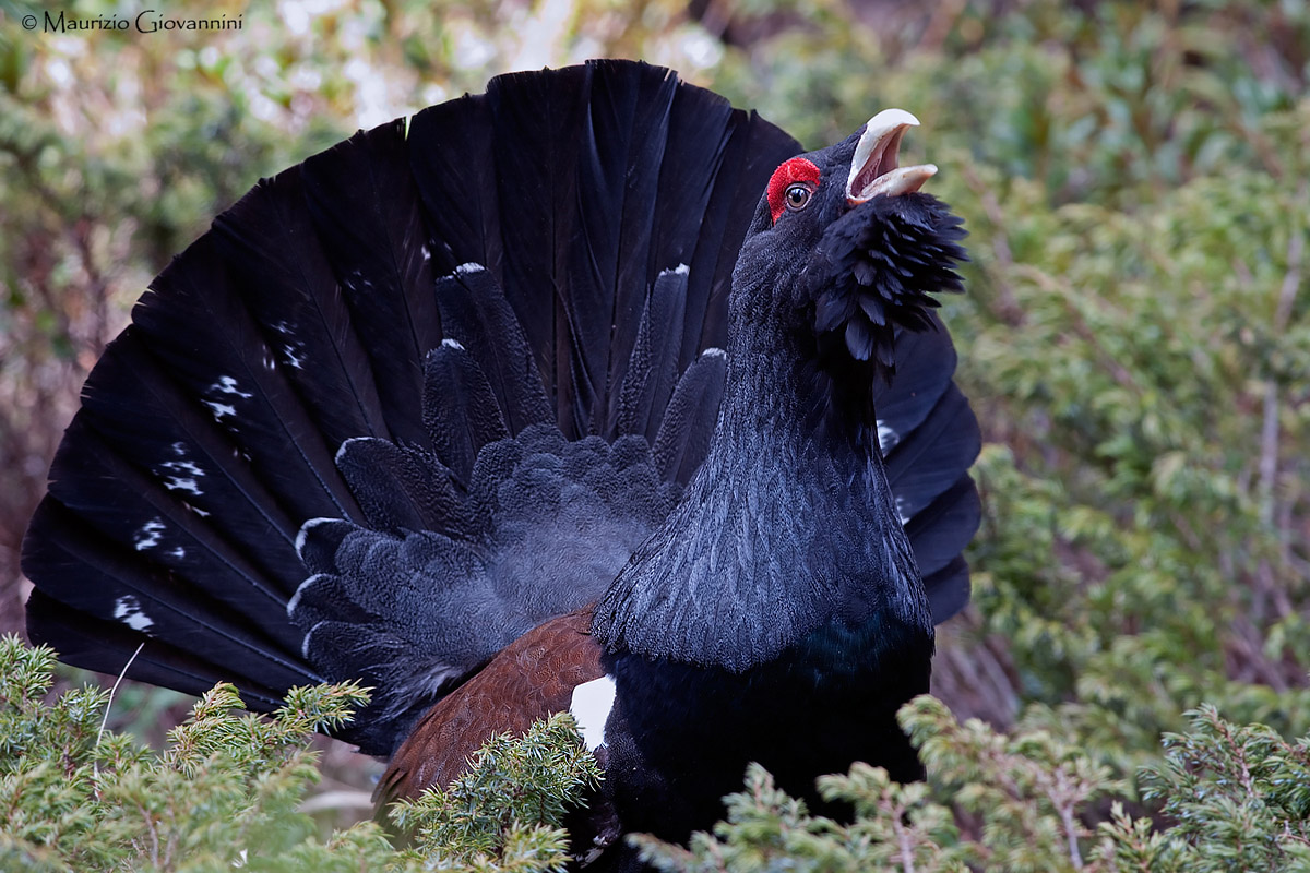 Capercaillie in hand