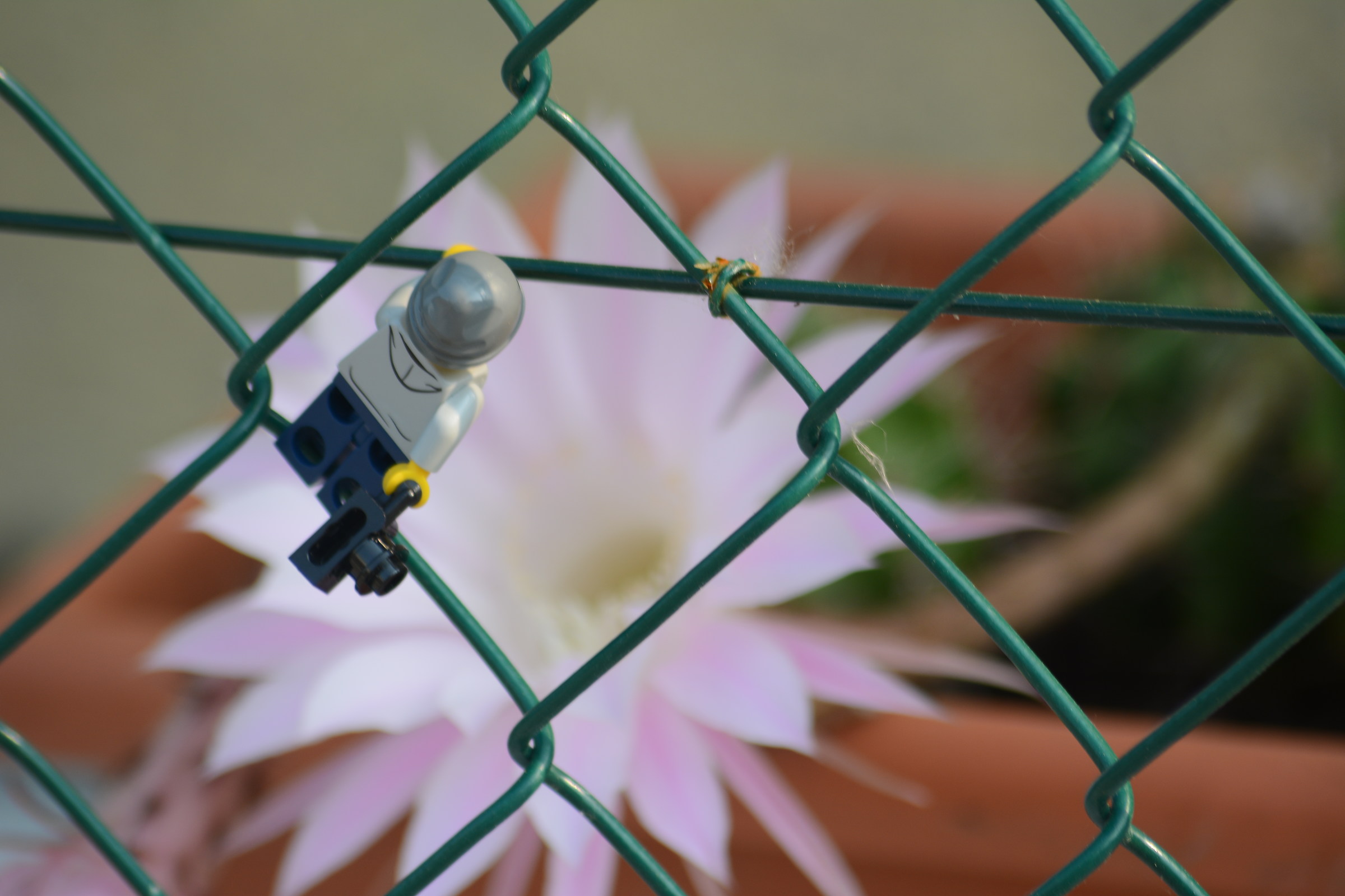 Temerary photographer