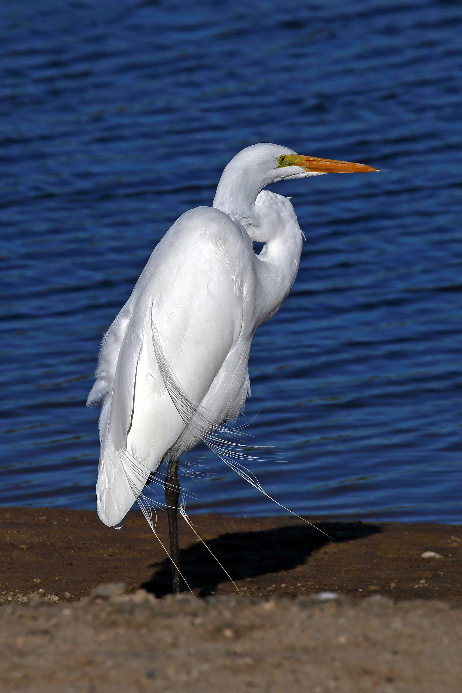 White heron
