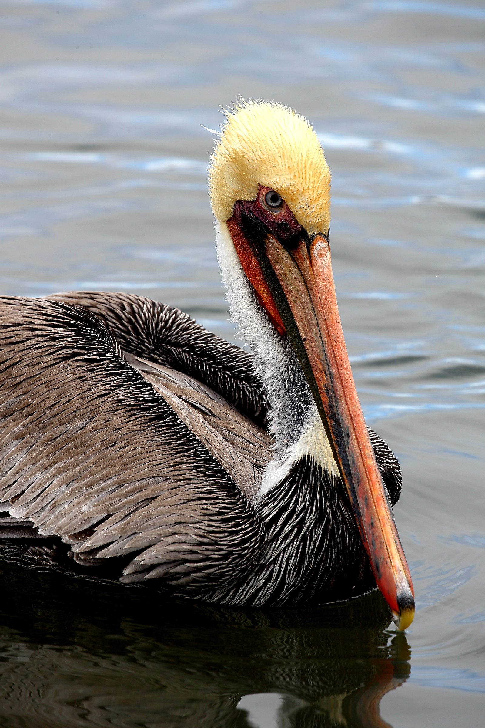 Pelican