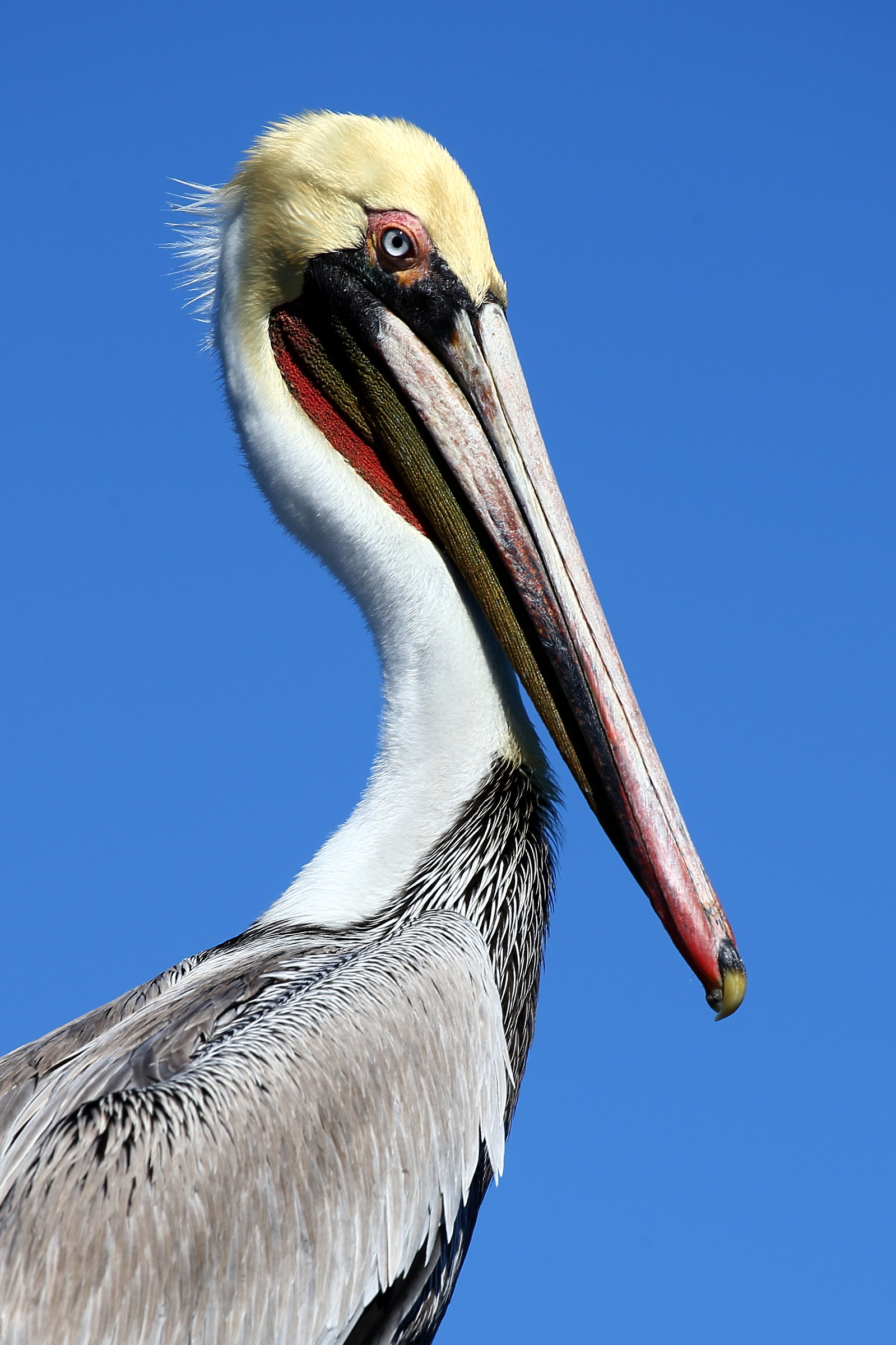 Pelican