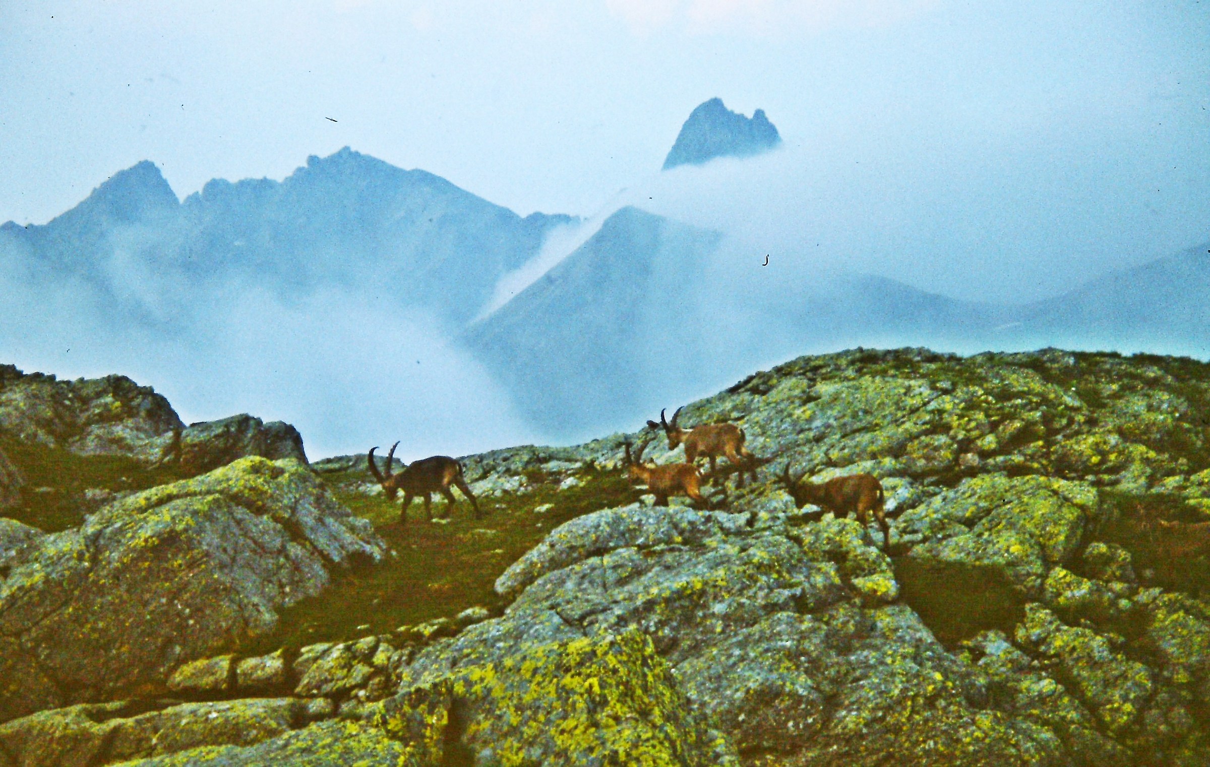 252 - ugual vagare di nuvole e stambecchi