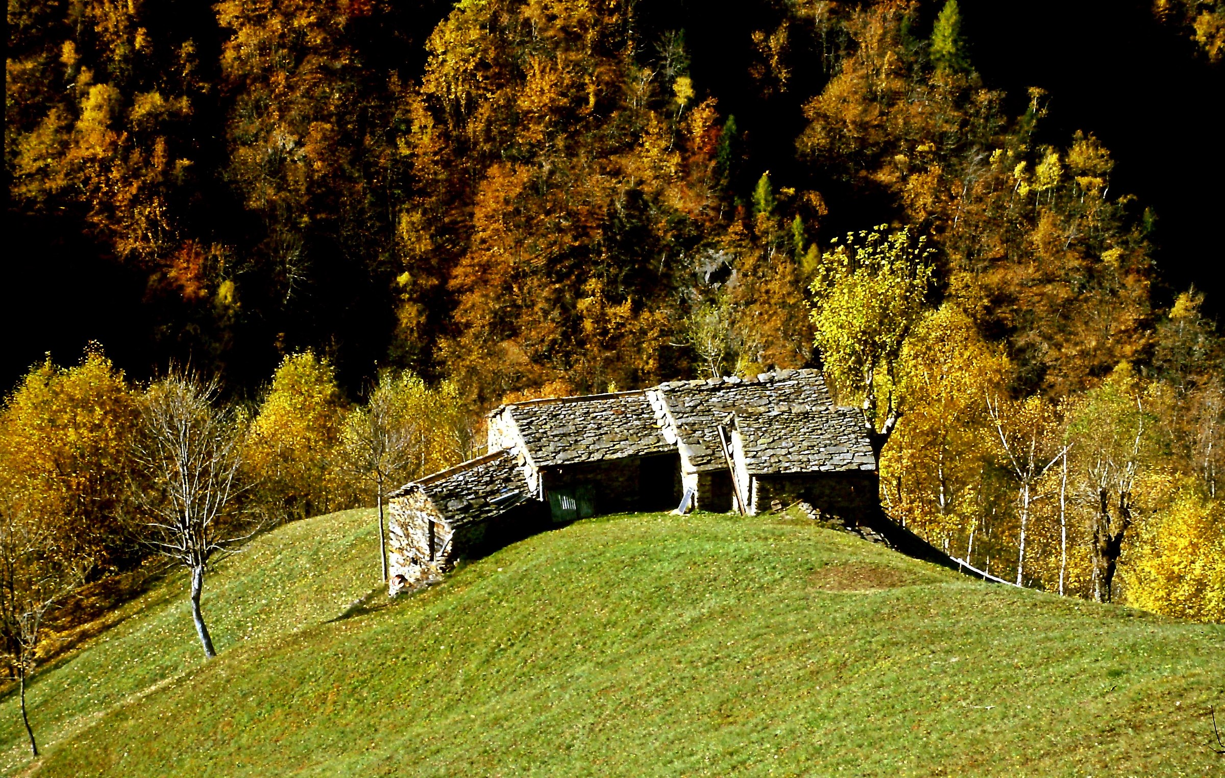 260 - un grumo di vita - SO Valle del Bitto di Albaredo