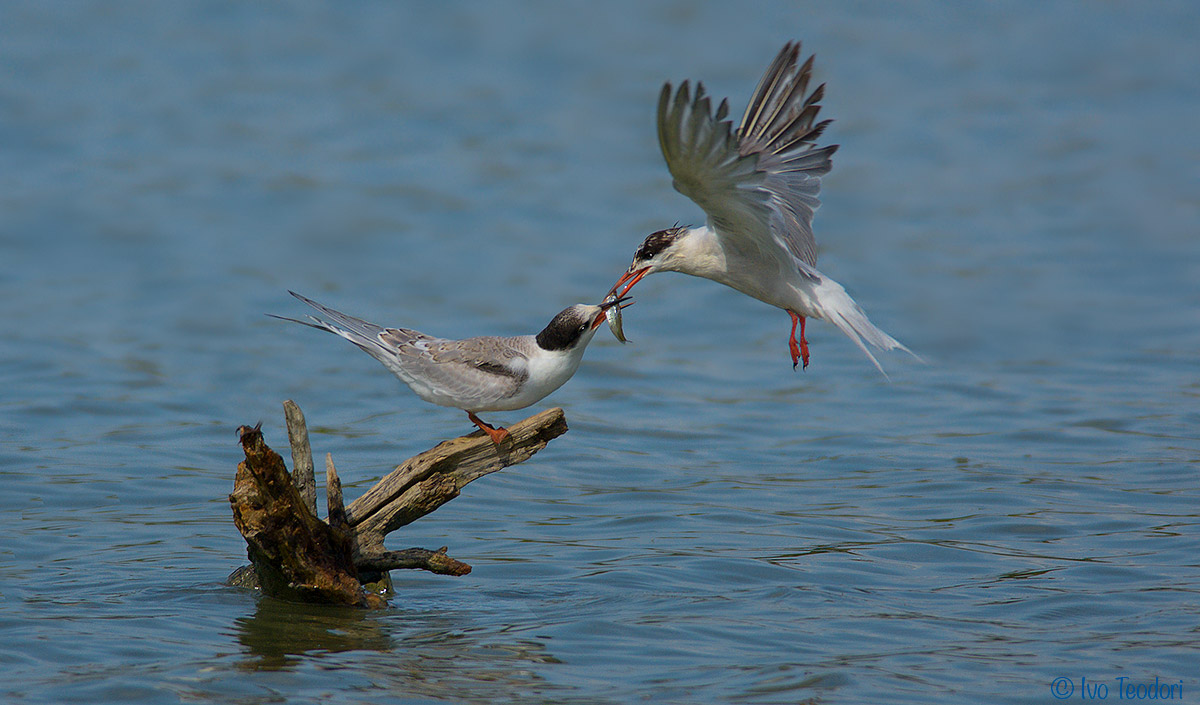 The crib's mouthpiece.