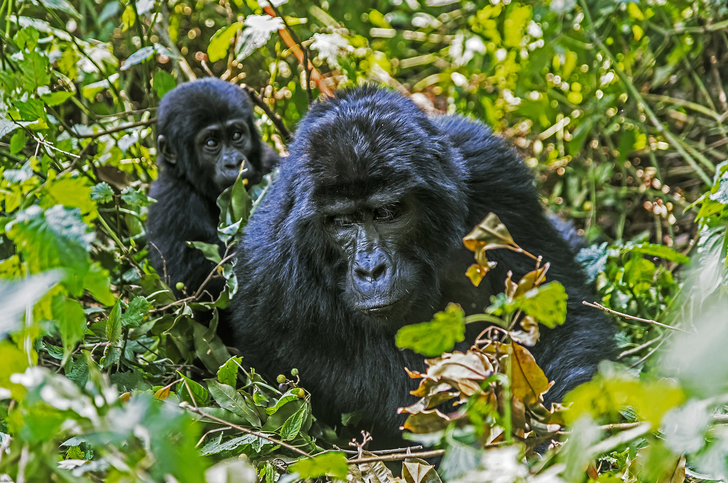 Gorilla